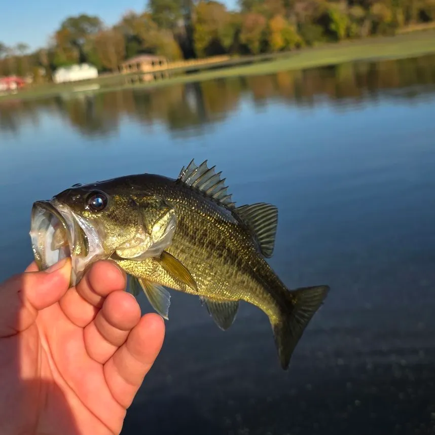 Largemouth bass caught on Fishbrain