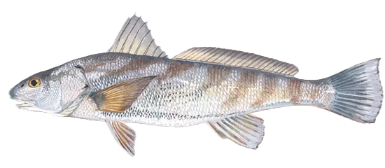 Southern kingcroaker