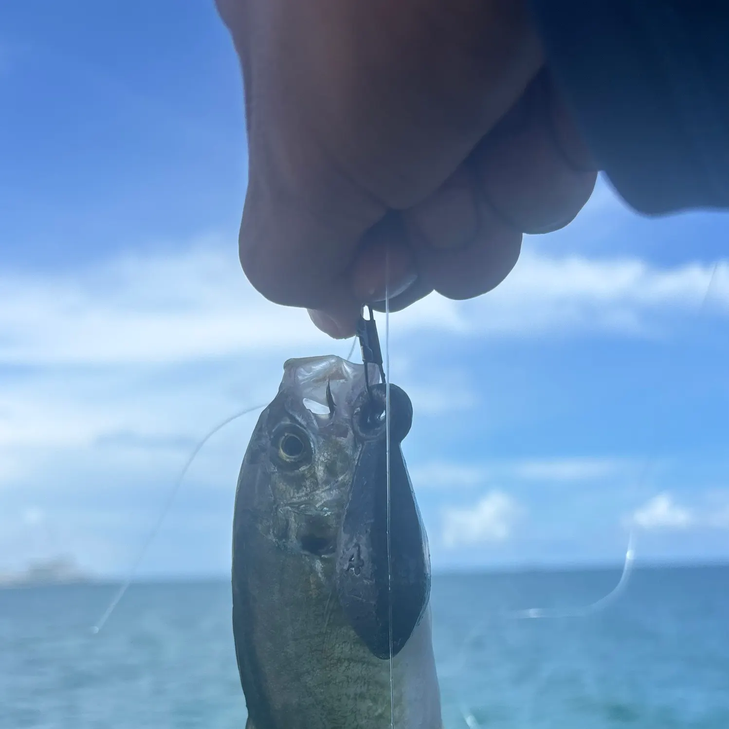 Blue runner caught on Fishbrain