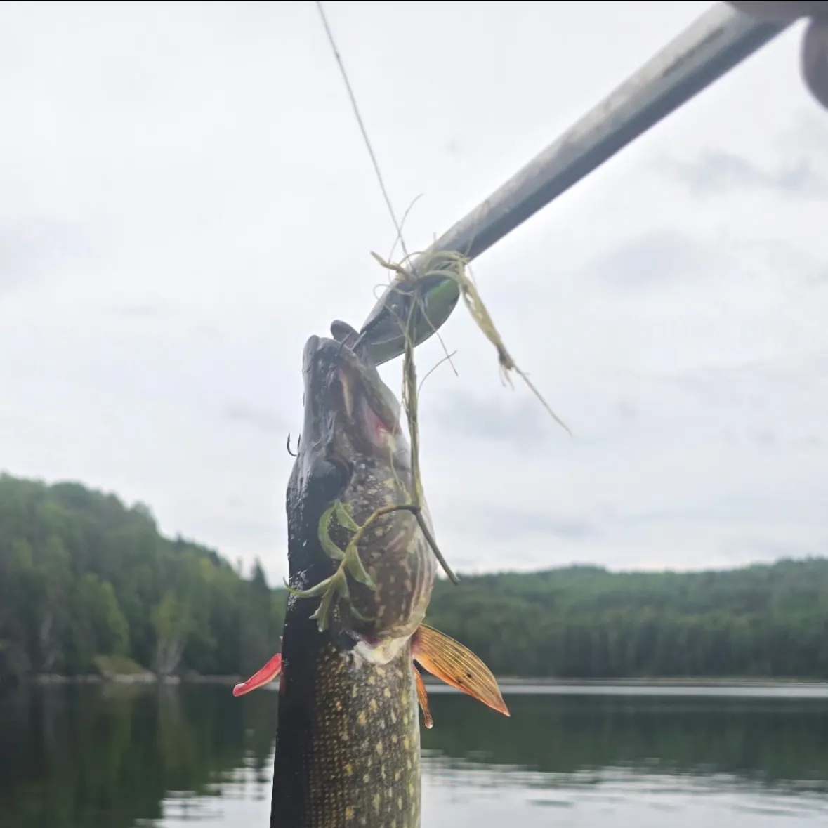 Northern pike caught on Fishbrain