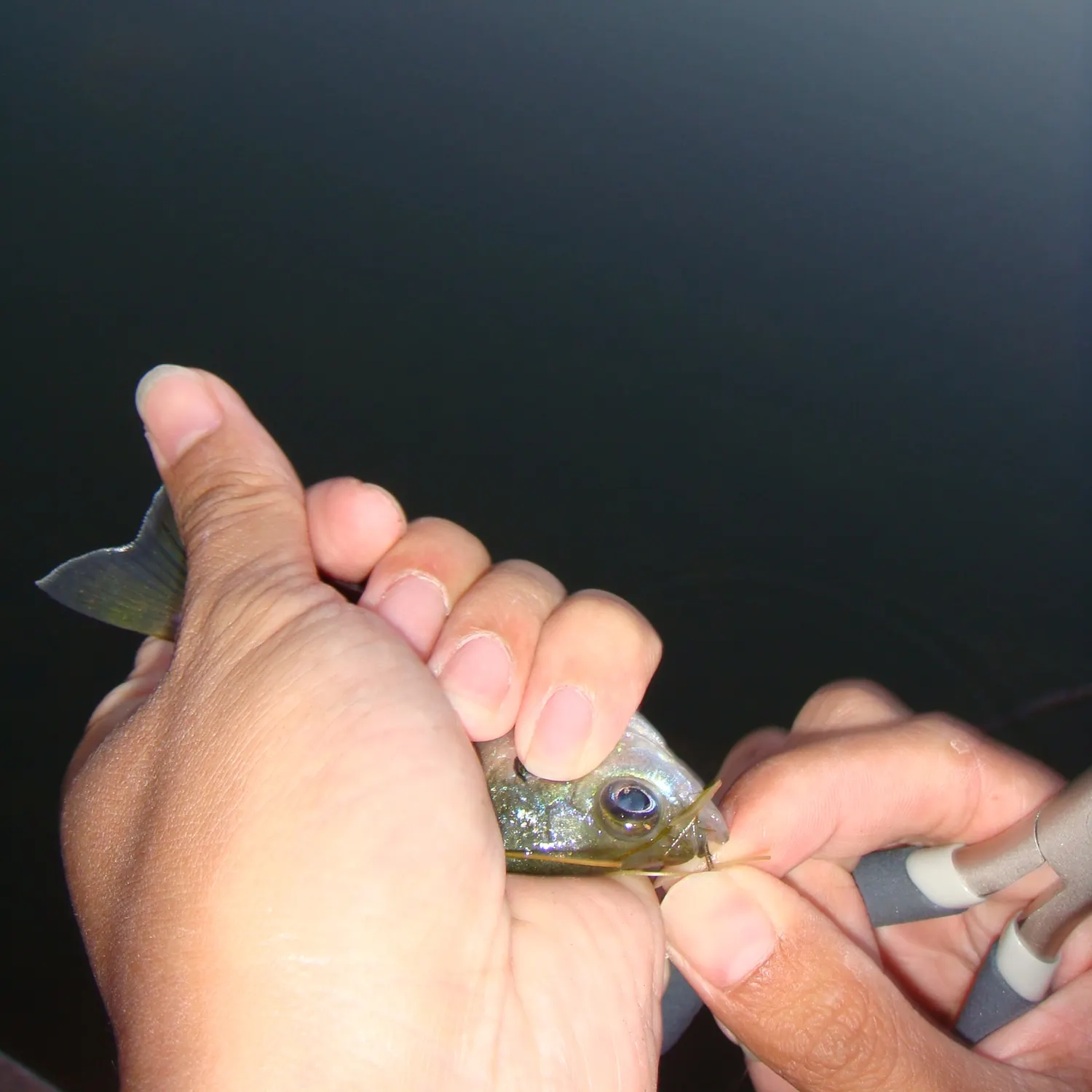 The most recent Bluegill catches on Fishbrain