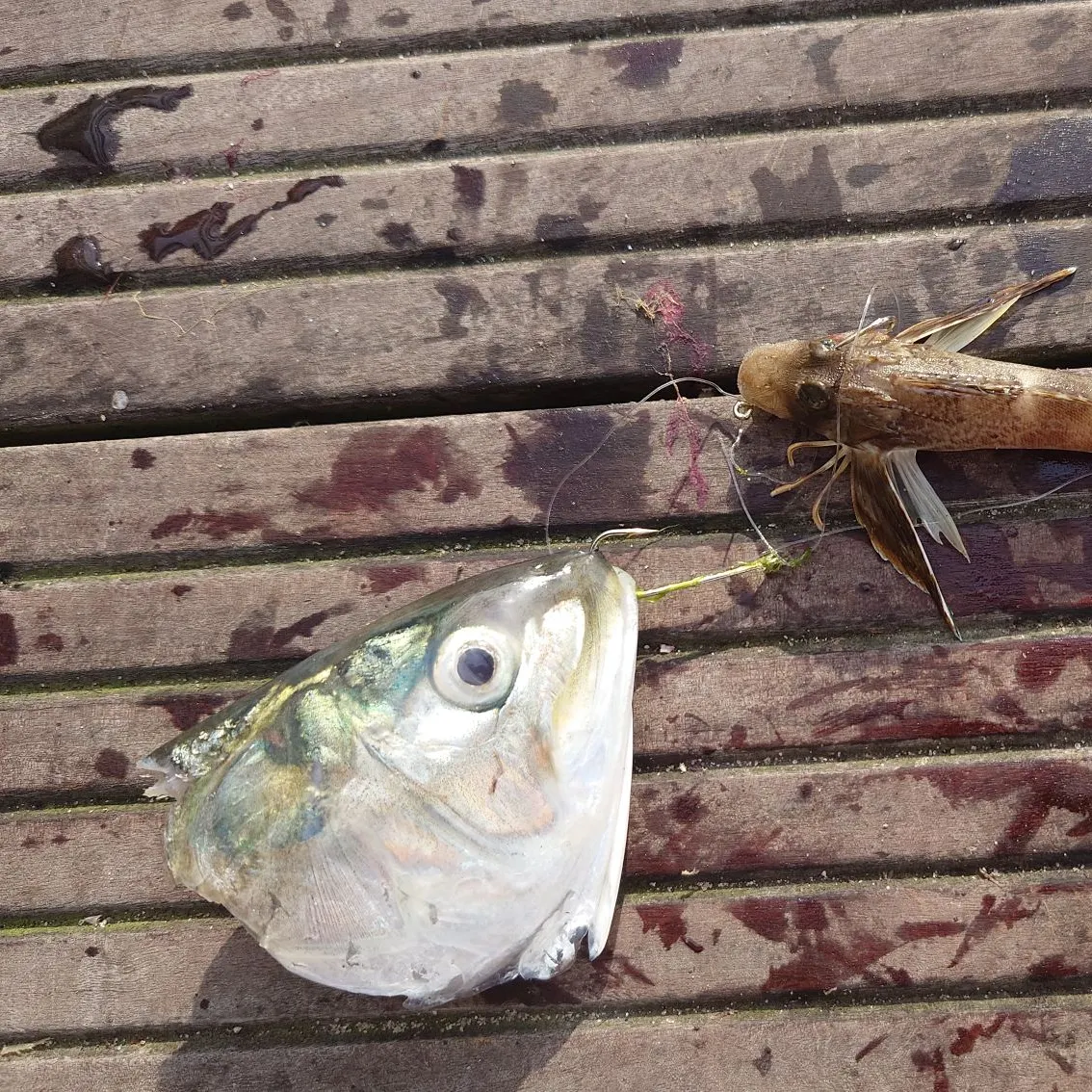 The most recent Northern searobin catches on Fishbrain