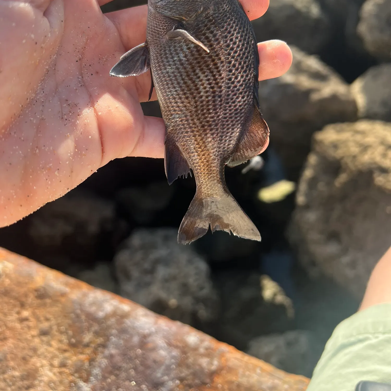 The most recent Sailor's choice grunt catches on Fishbrain