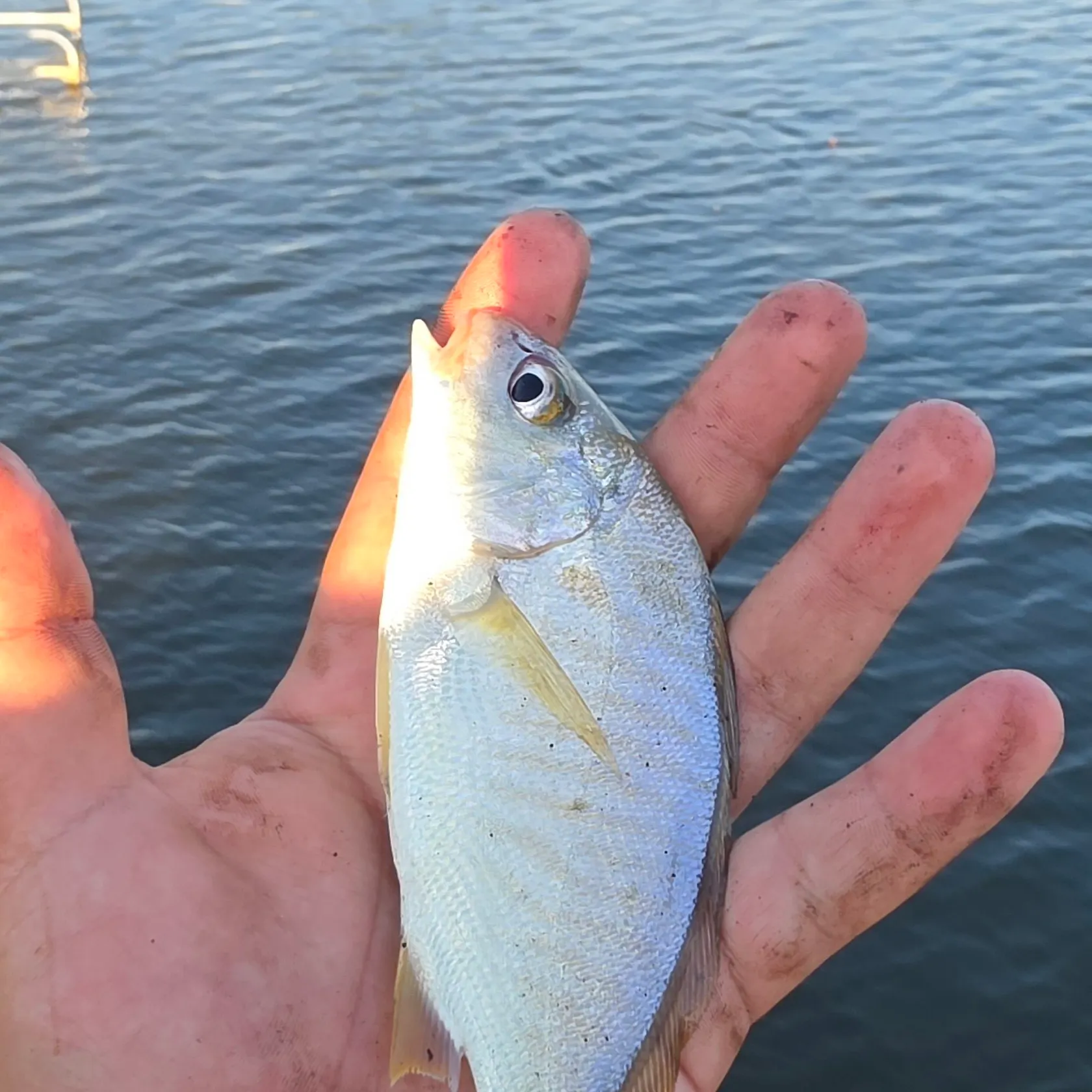 Spot croaker caught on Fishbrain