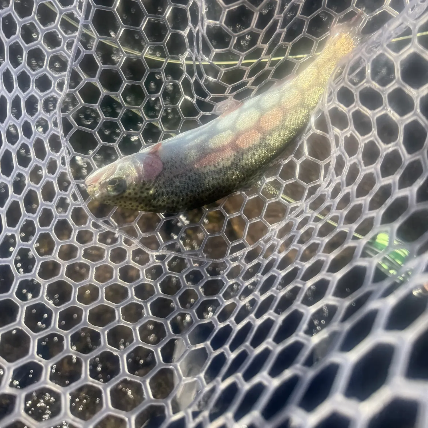 The most recent Rainbow trout catches on Fishbrain