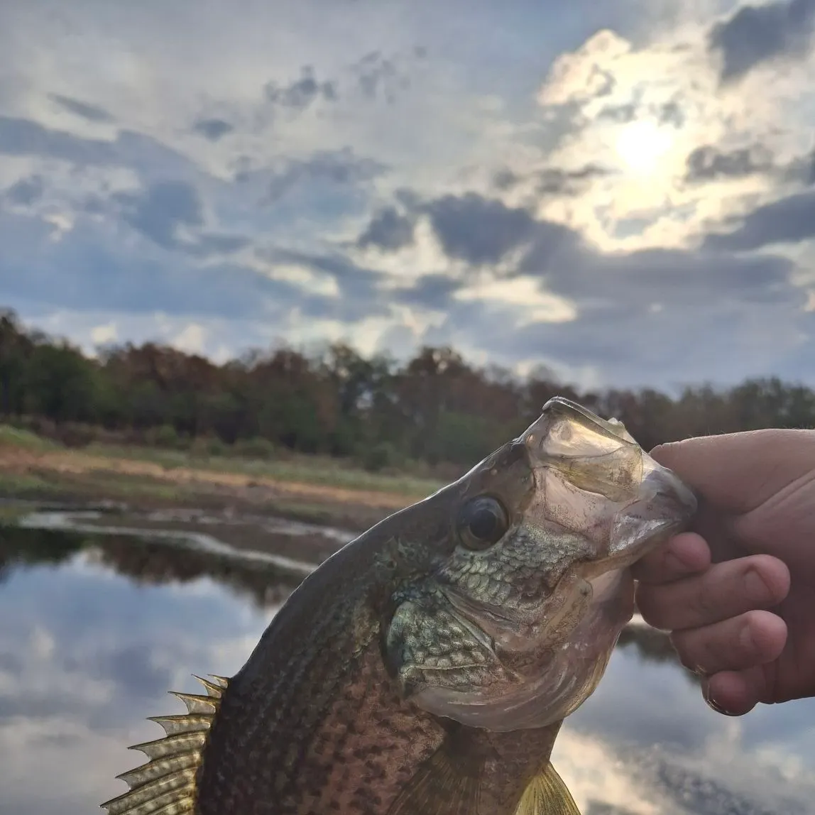 Black crappie caught on Fishbrain
