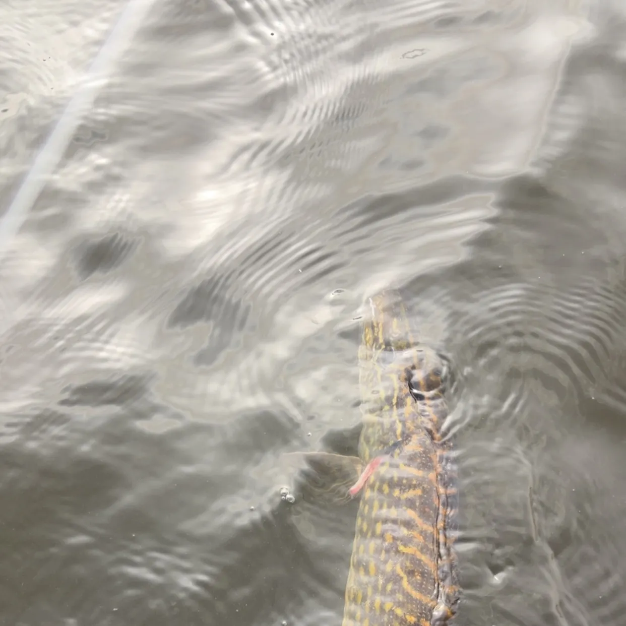 Northern pike caught on Fishbrain