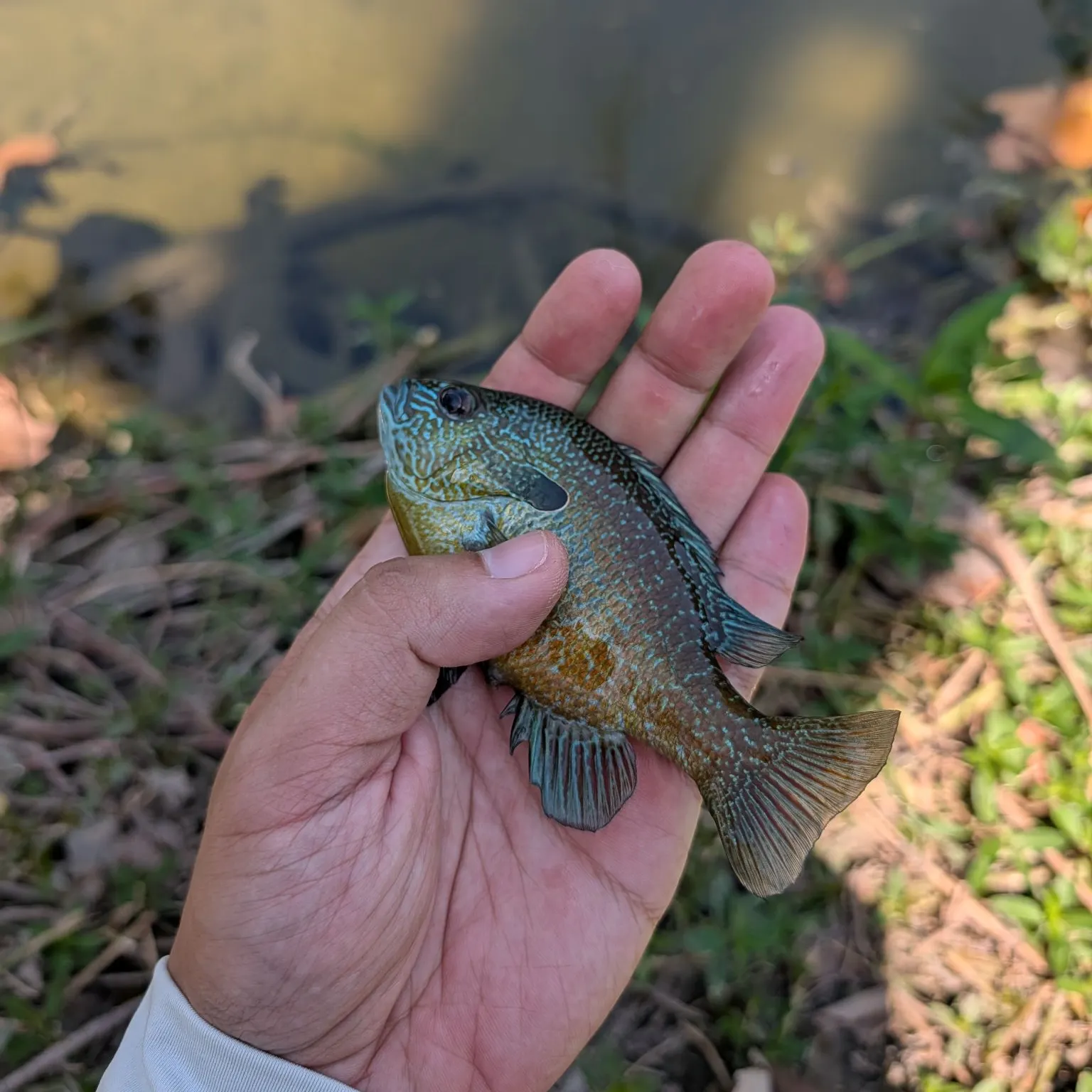 Greengill hybrid caught on Fishbrain