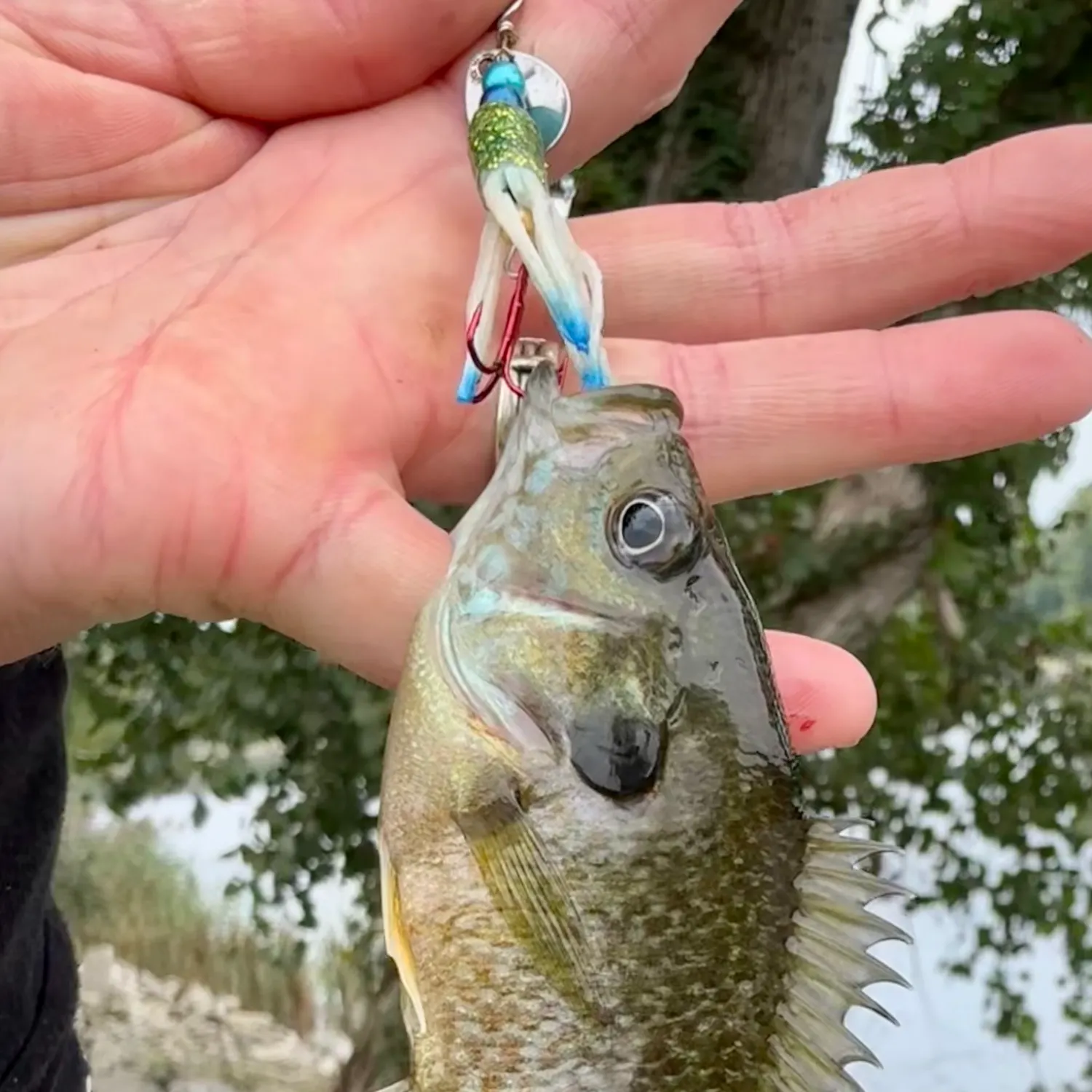Greengill hybrid caught on Fishbrain