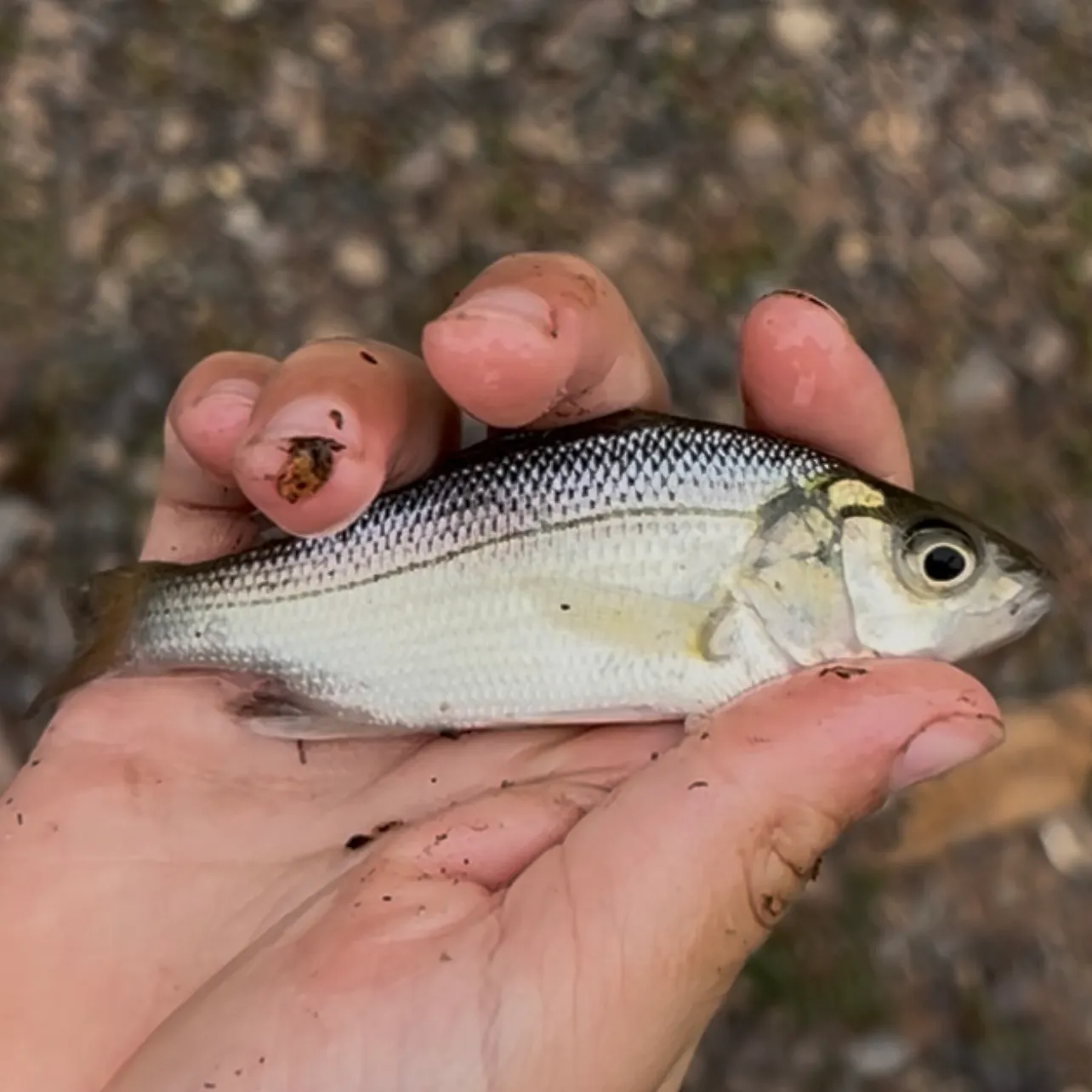 Golden shiner caught on Fishbrain