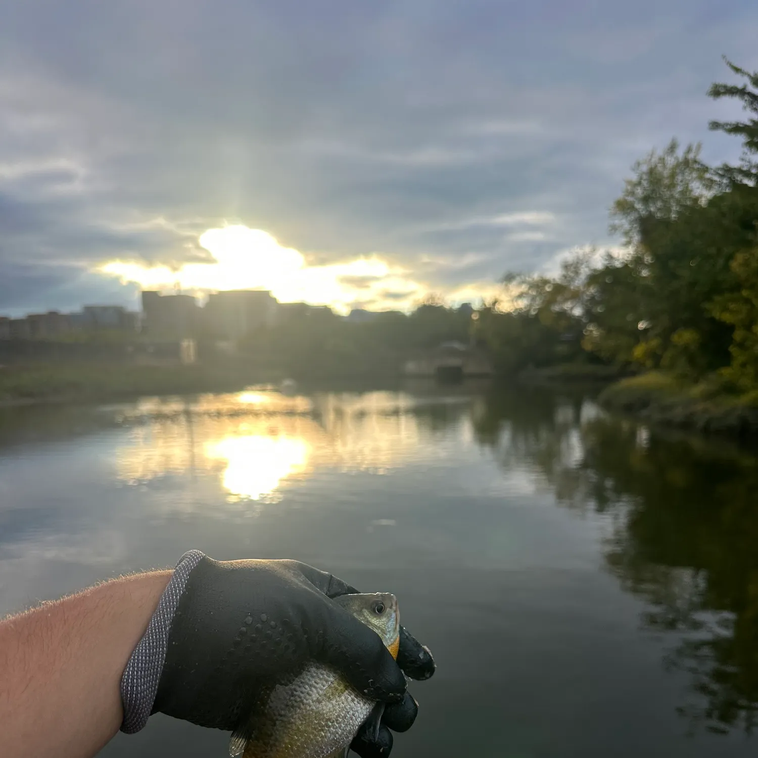 Bluegill caught on Fishbrain