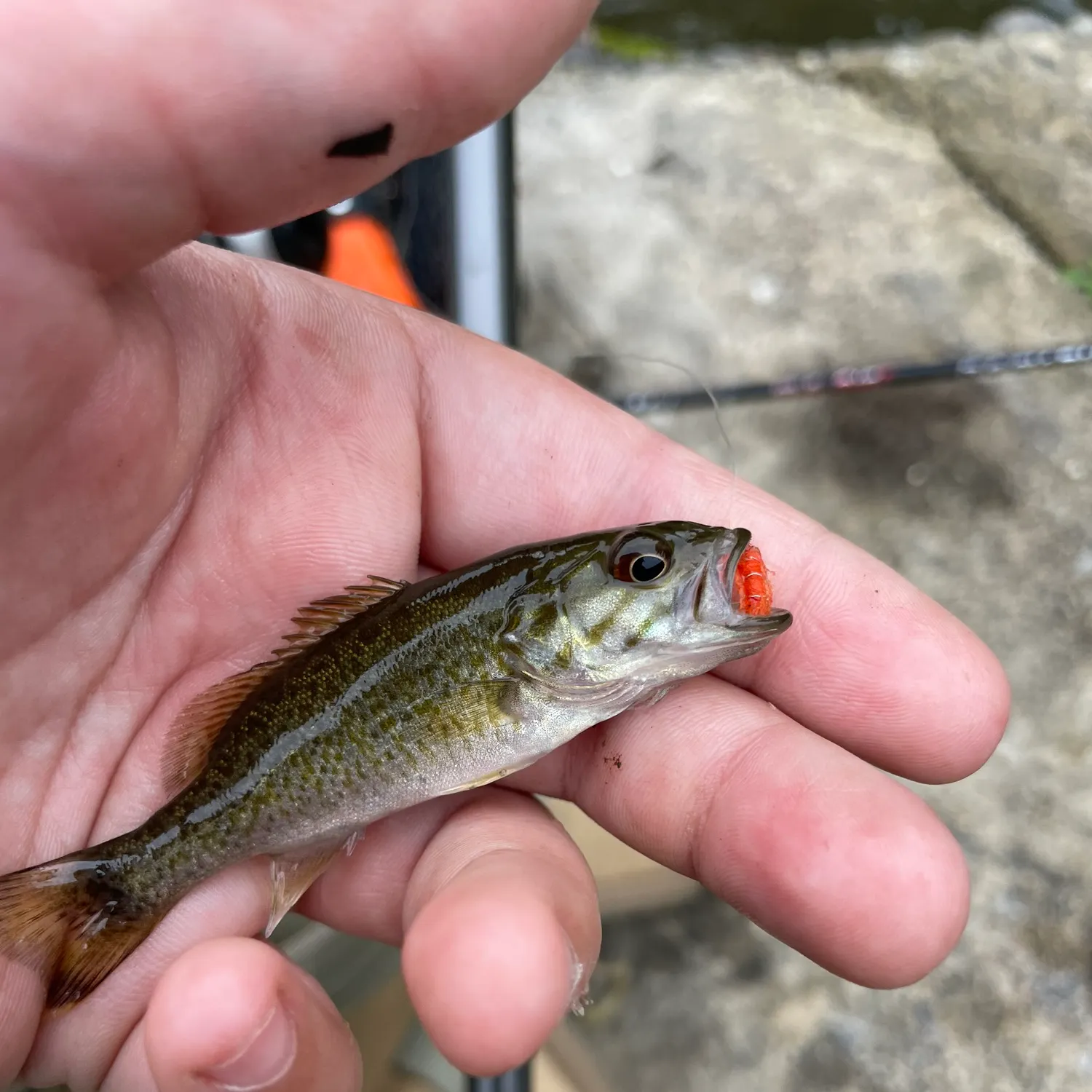Smallmouth bass caught on Fishbrain