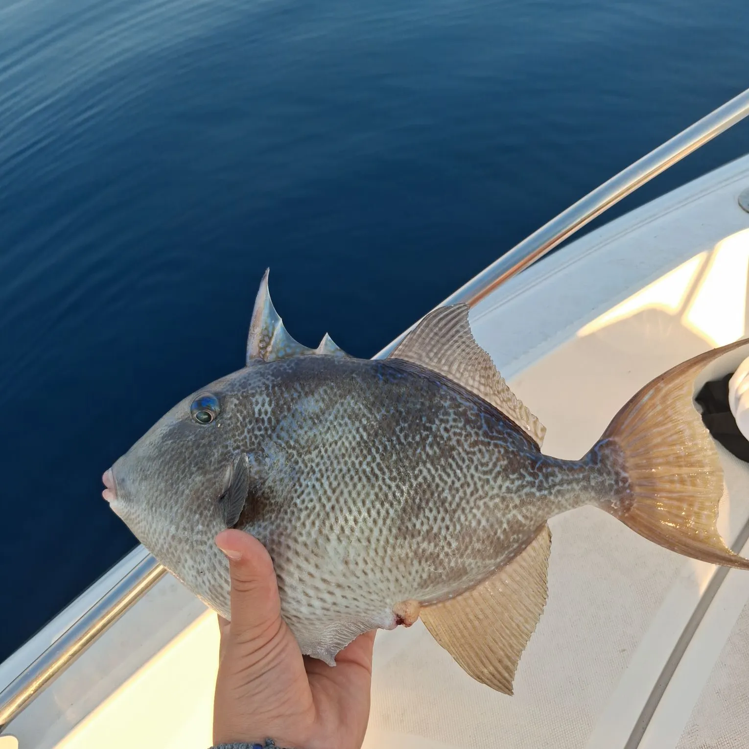 Grey triggerfish caught on Fishbrain