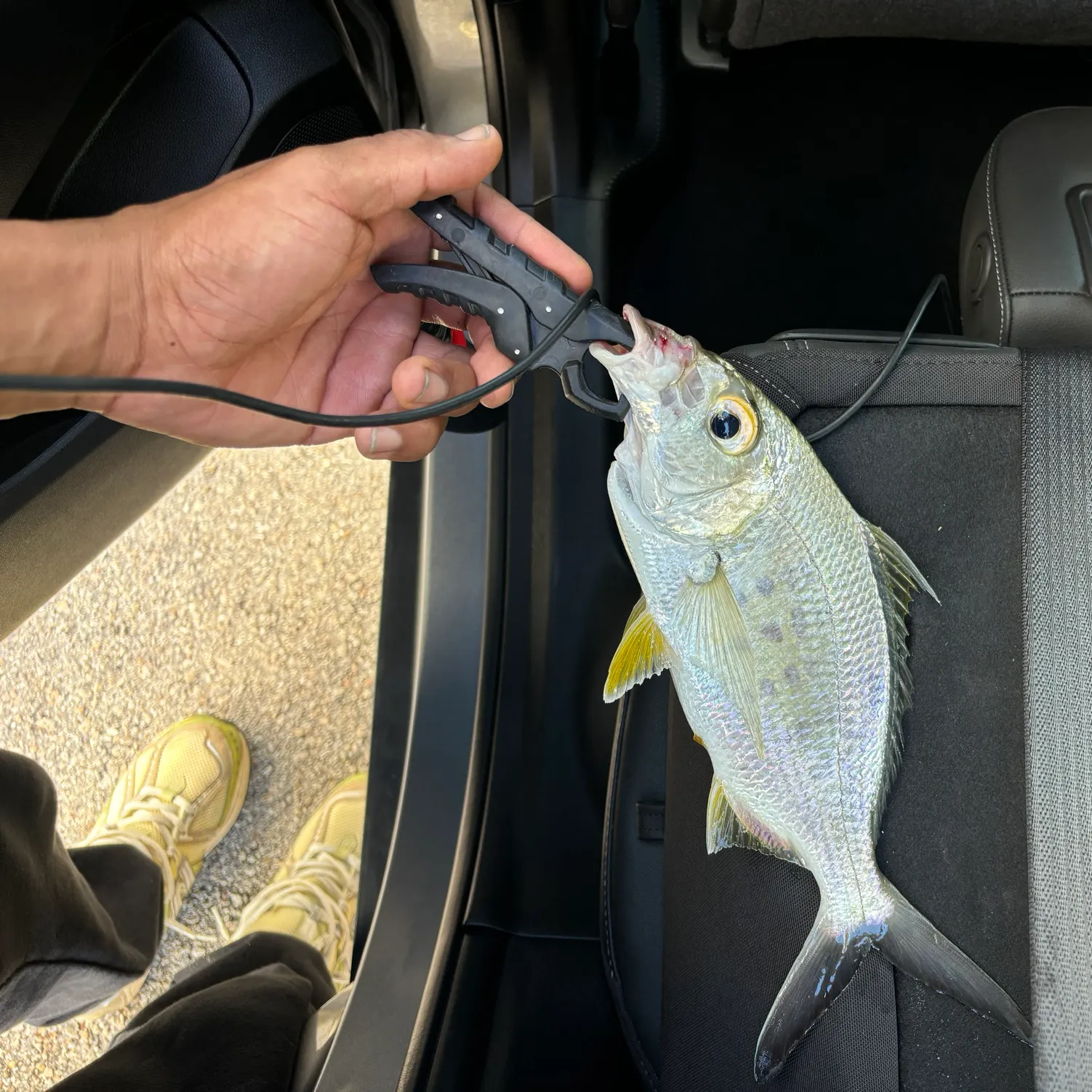 The most recent Yellowfin mojarra catches on Fishbrain