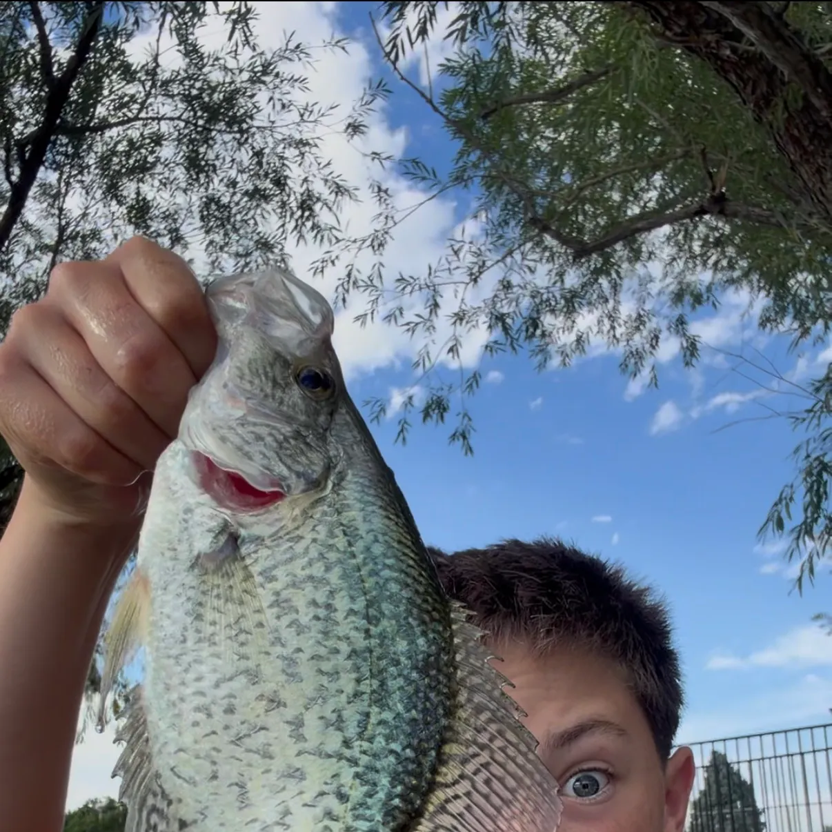 Black crappie caught on Fishbrain