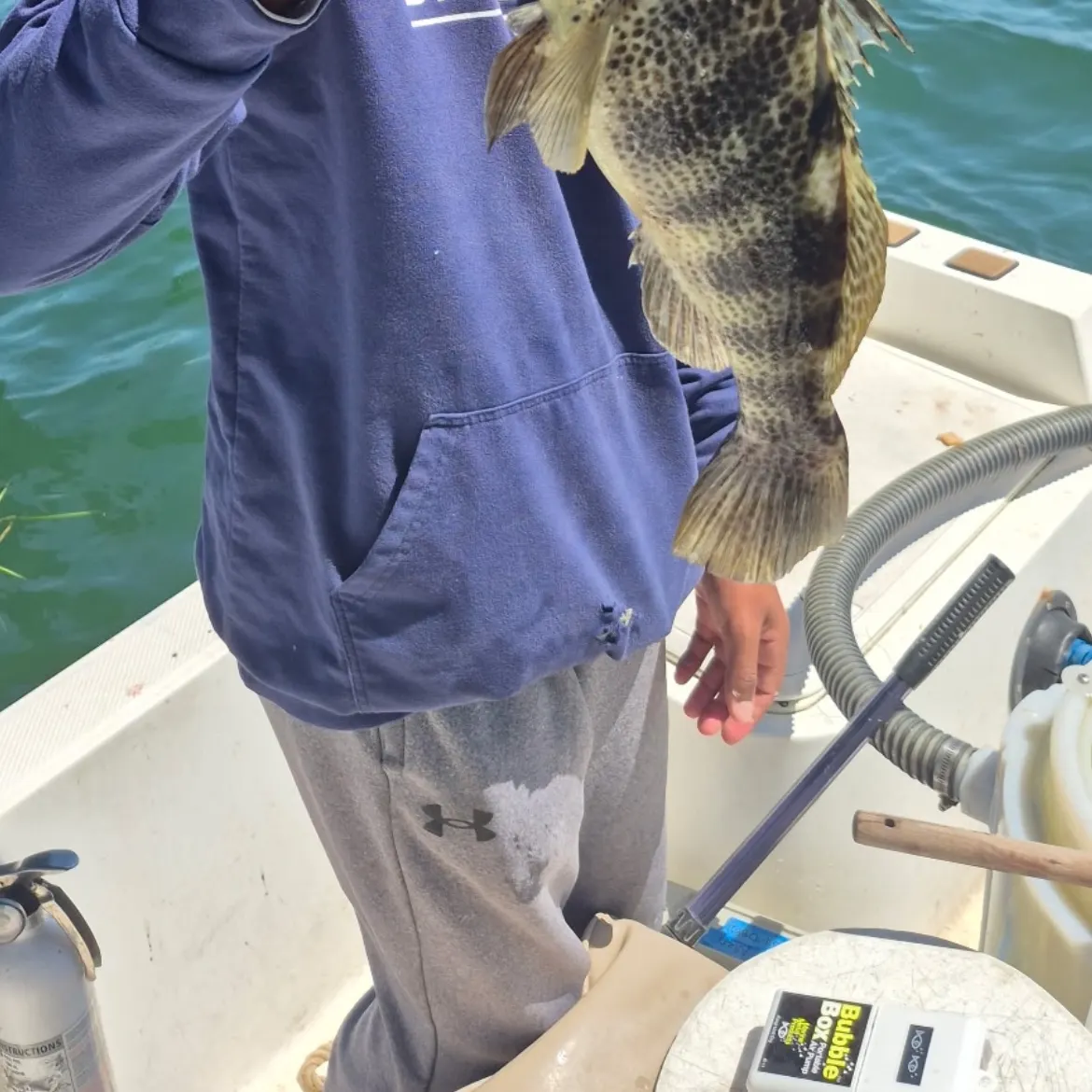 The most recent Spotted sand bass catches on Fishbrain