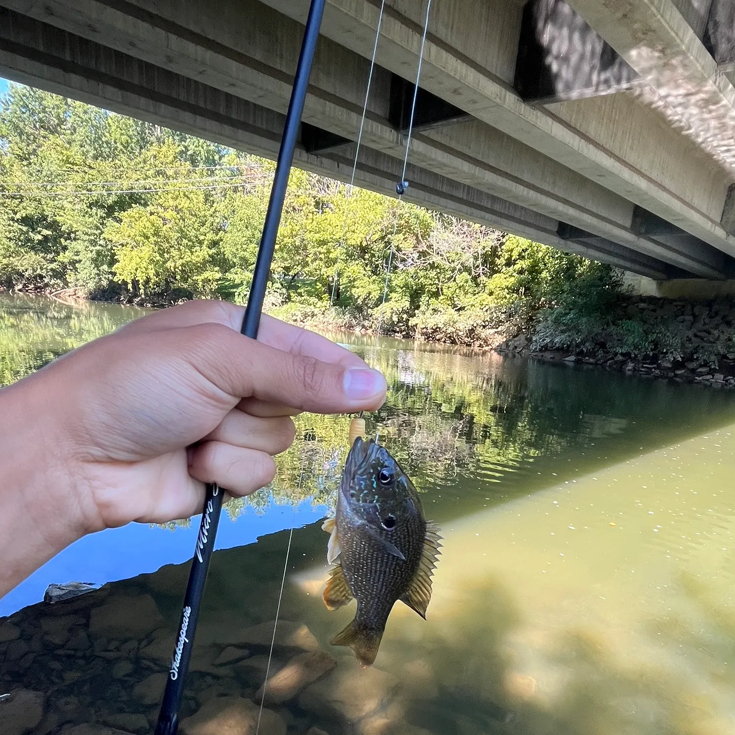 Green sunfish caught on Fishbrain