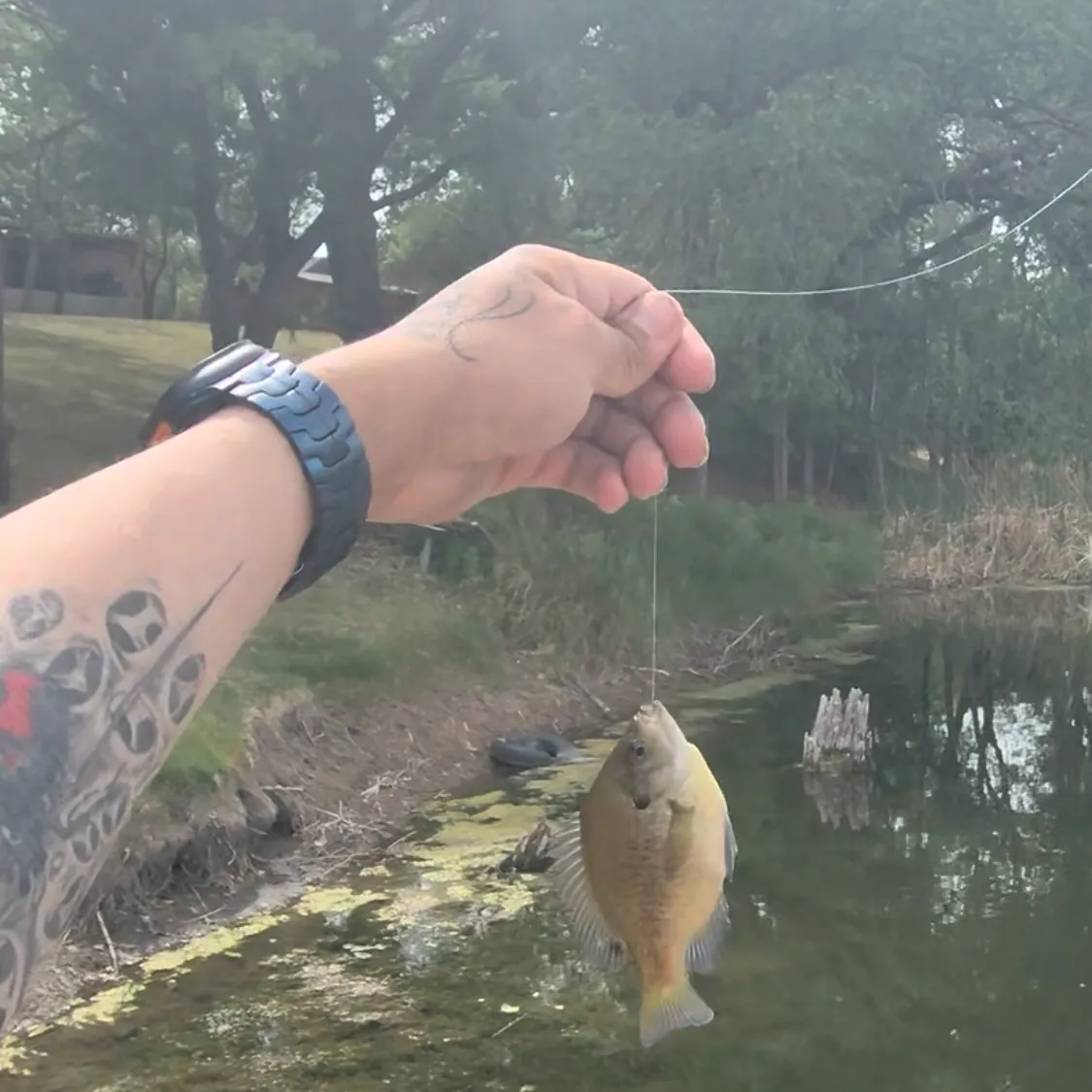 recently logged catches