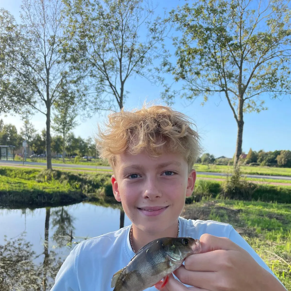European perch caught on Fishbrain