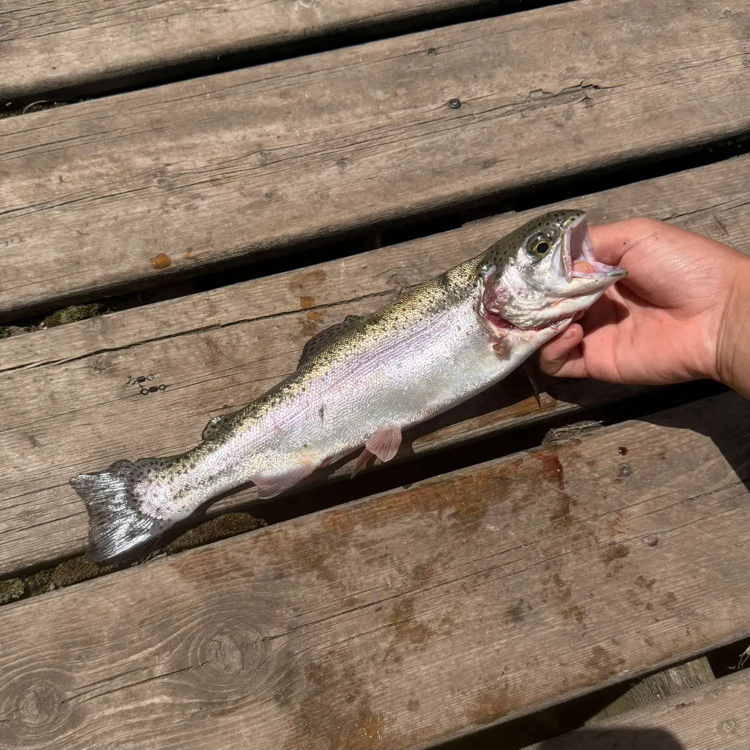 recently logged catches