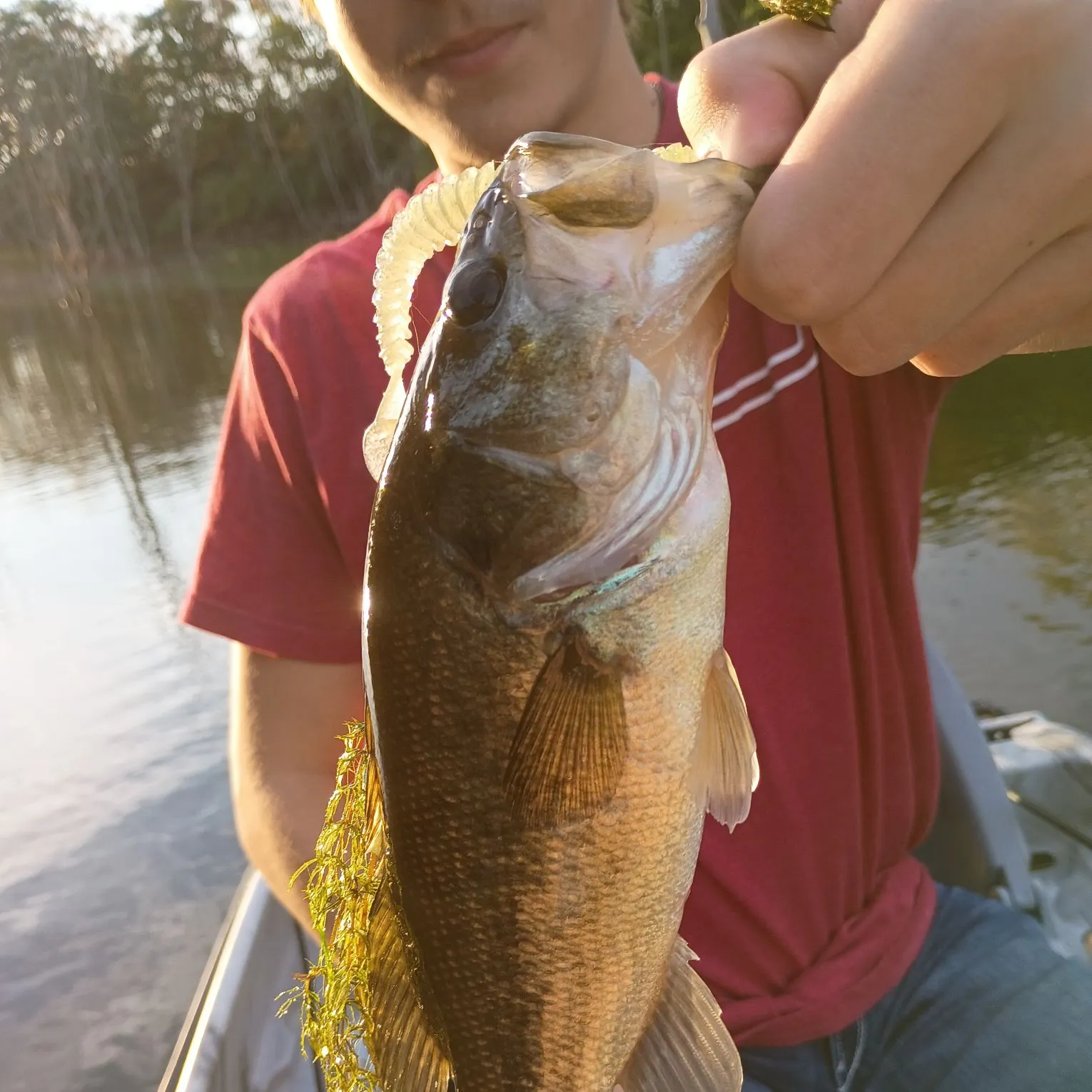 Bull shark caught on Fishbrain