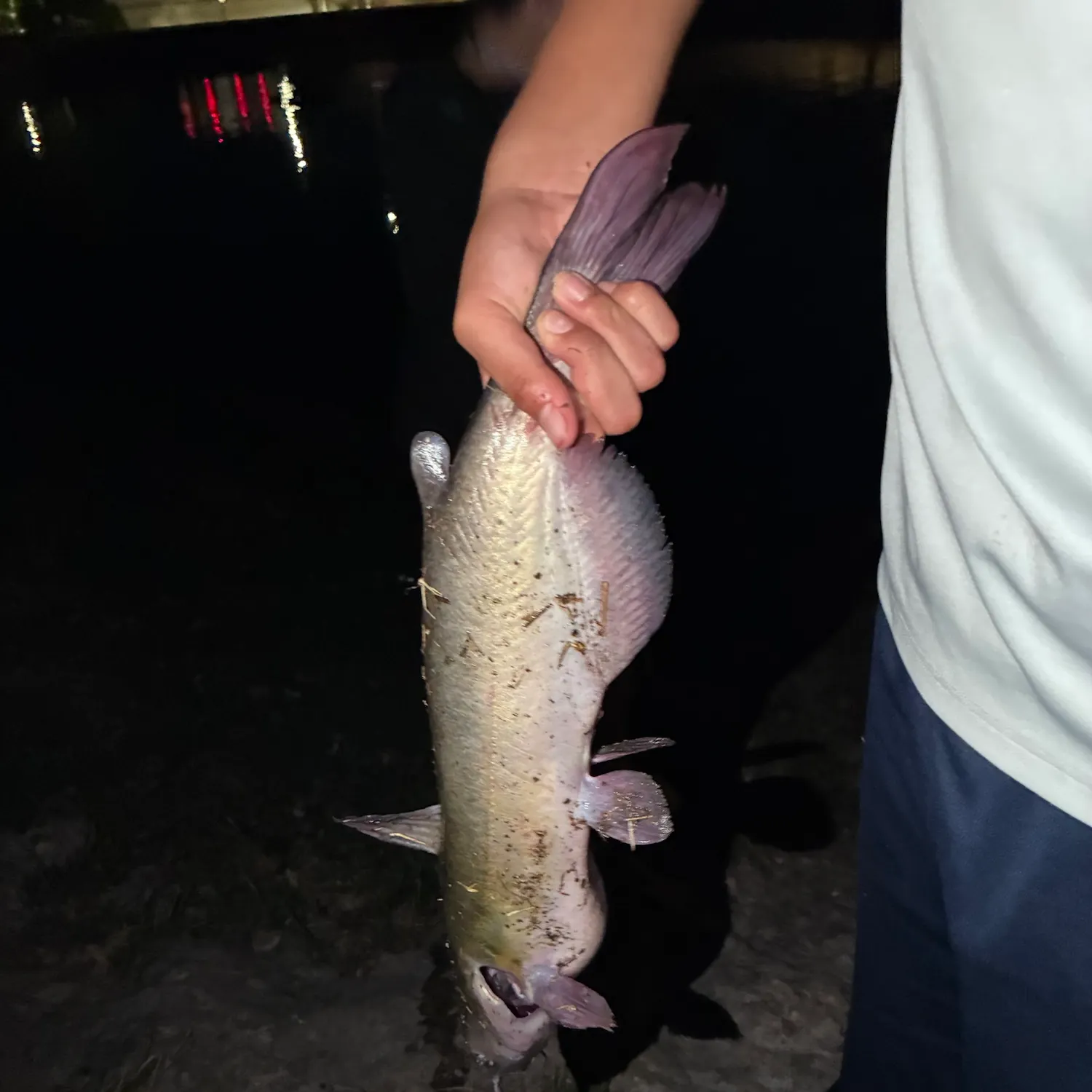 Channel catfish caught on Fishbrain