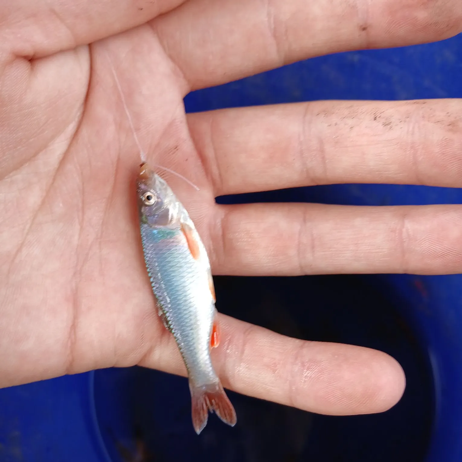 The most recent Red shiner catches on Fishbrain