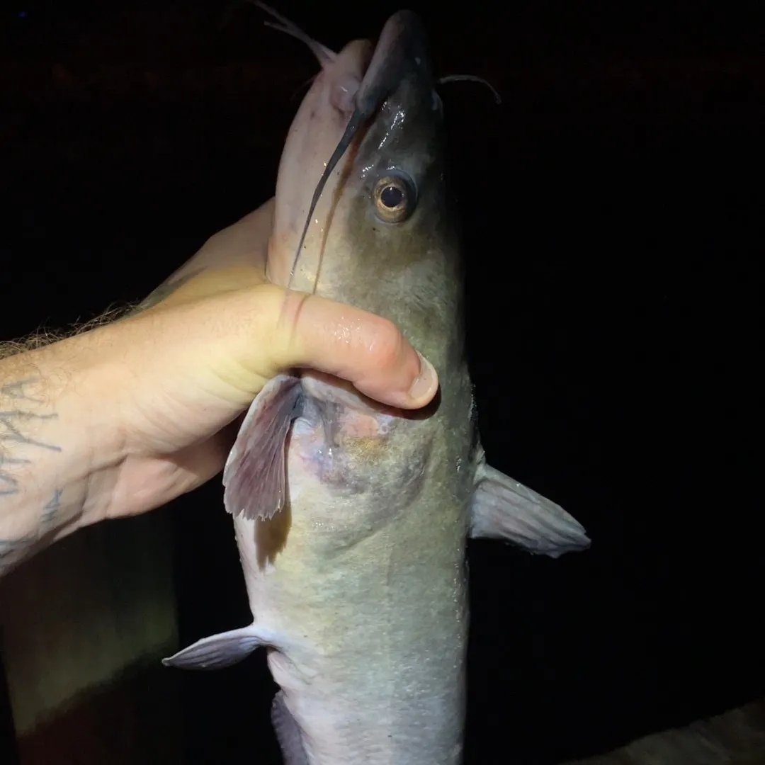 Channel catfish caught on Fishbrain