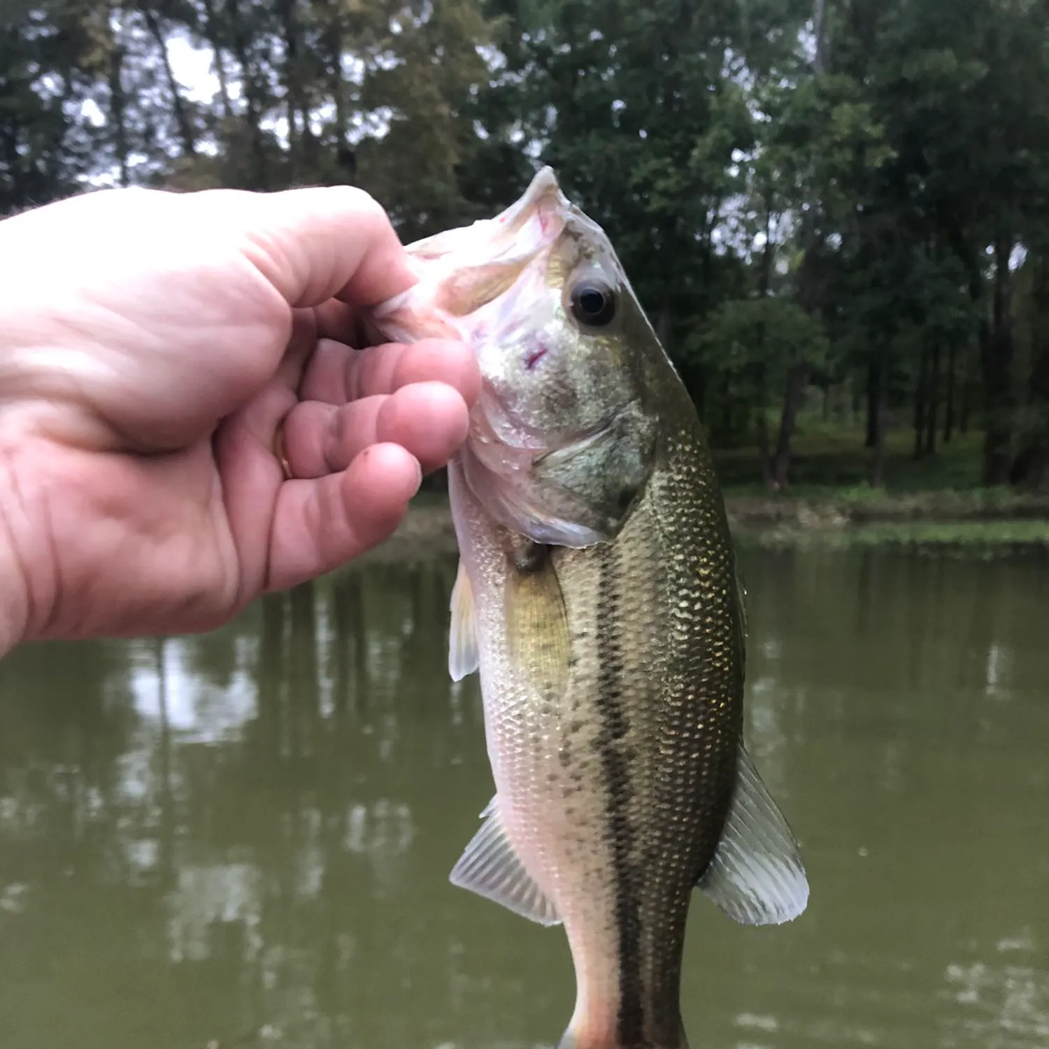 angler catch