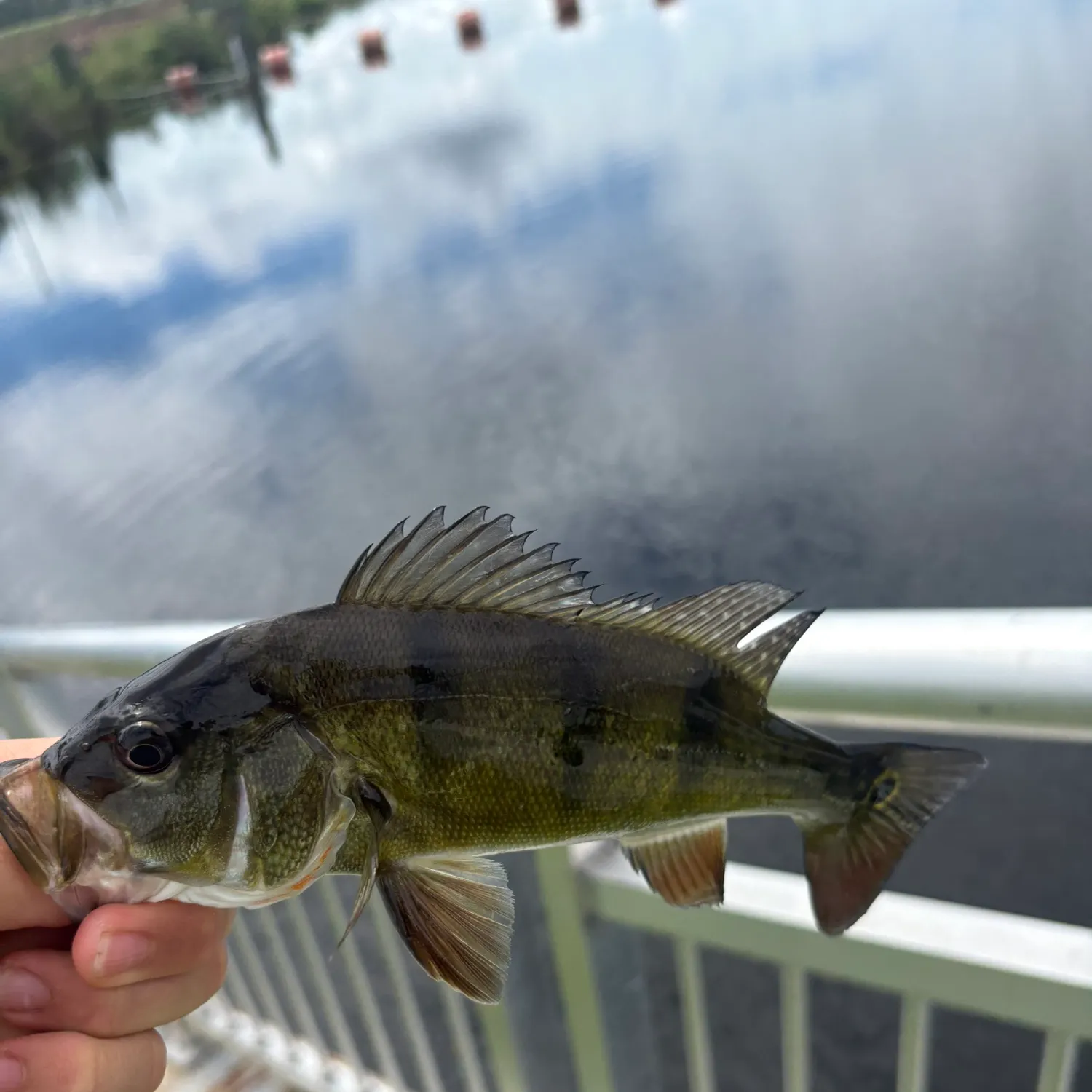 Butterfly peacock bass caught on Fishbrain