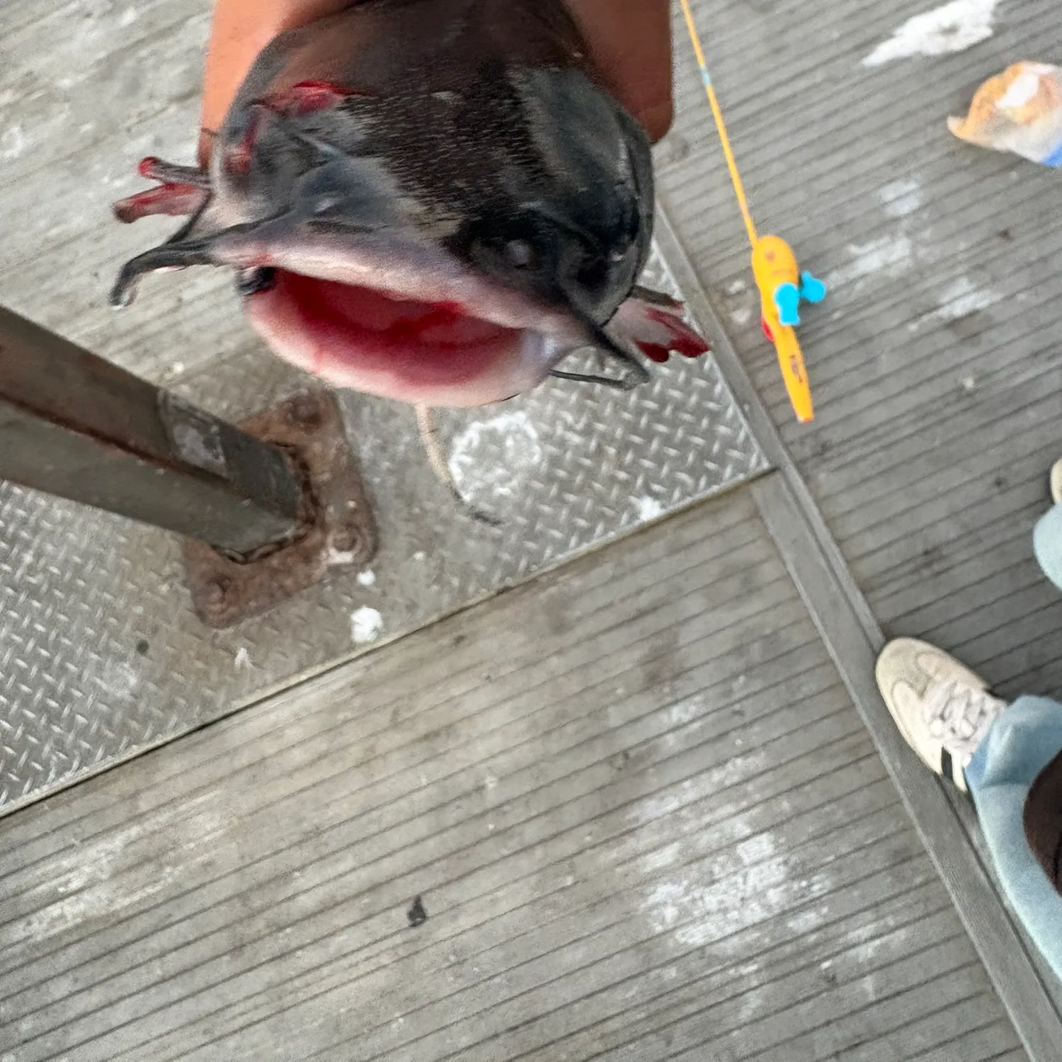Channel catfish caught on Fishbrain