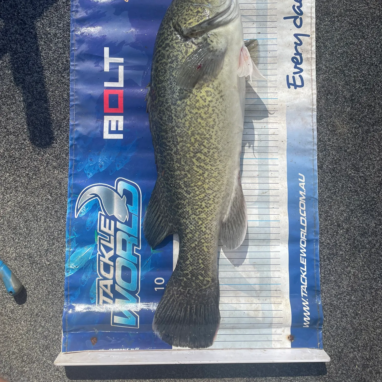 The most recent Murray cod catches on Fishbrain