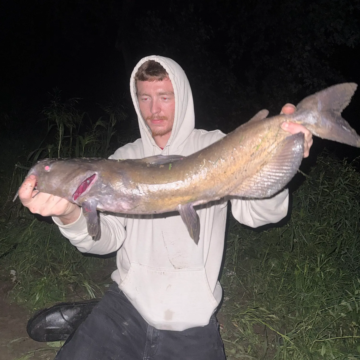 Channel catfish caught on Fishbrain