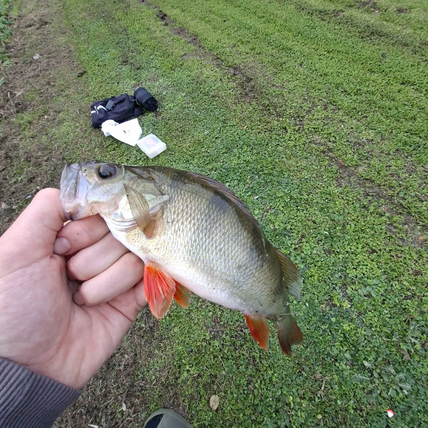 European perch caught on Fishbrain