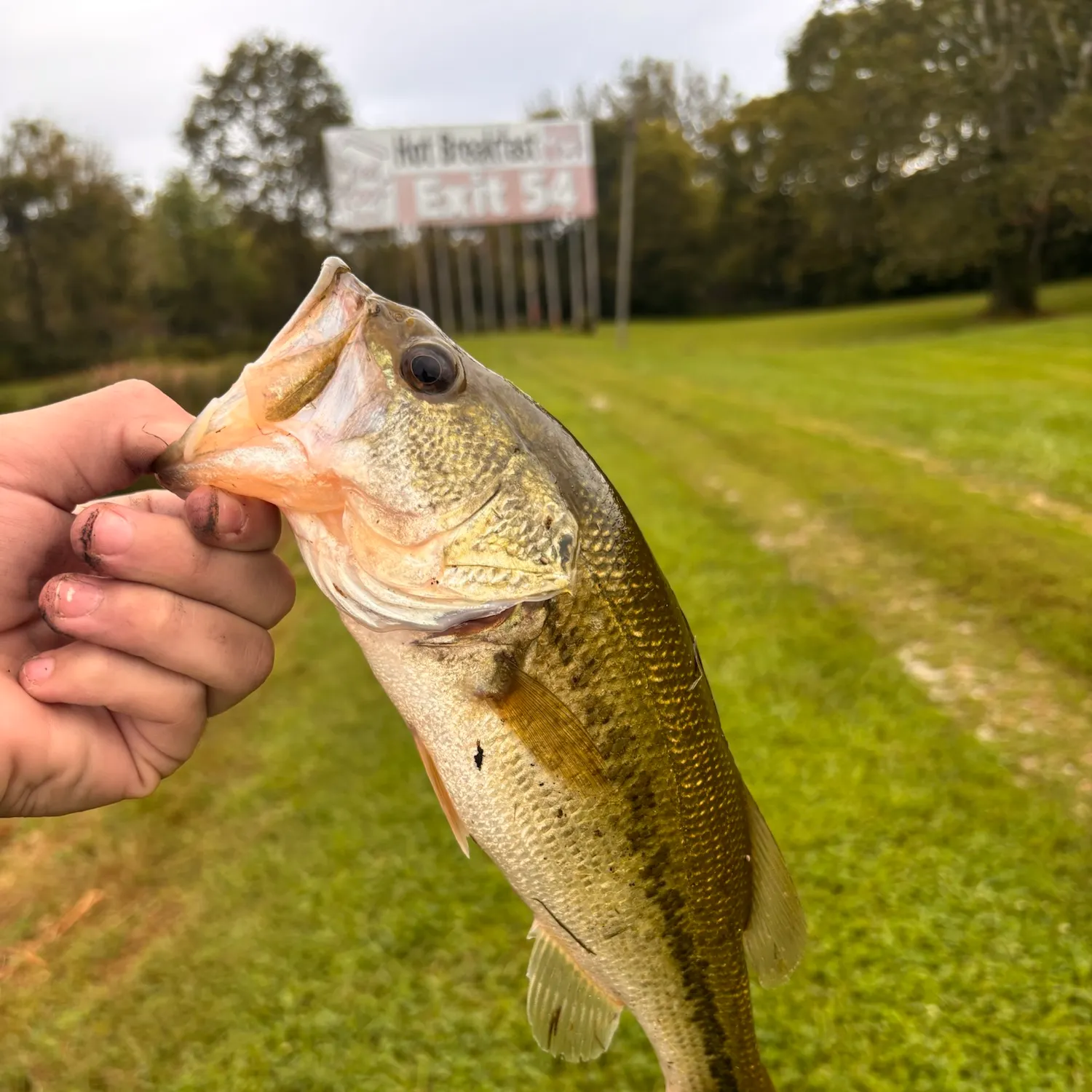 Largemouth bass caught on Fishbrain