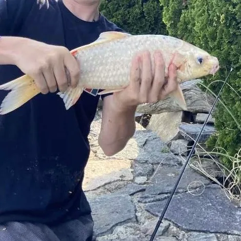 The most recent Koi x common carp catches on Fishbrain