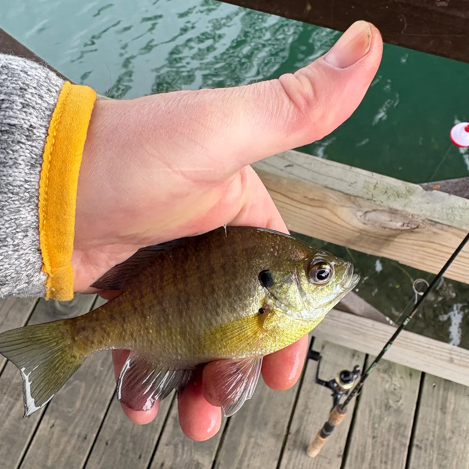 Bluegill caught on Fishbrain