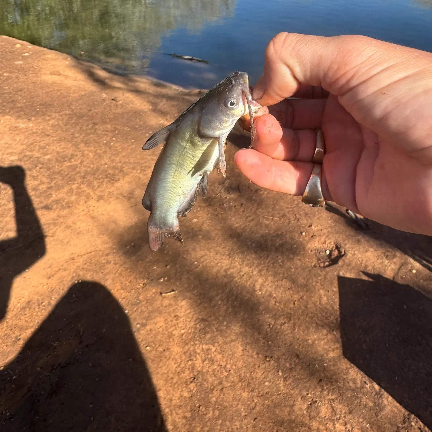 Black bullhead caught on Fishbrain