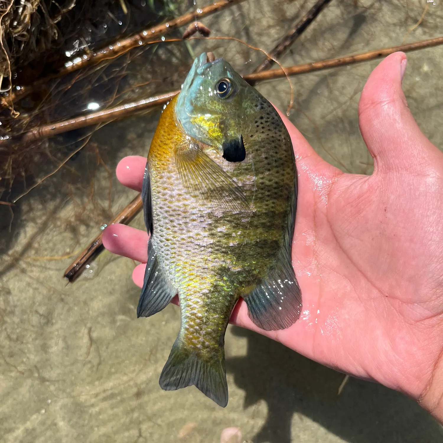 Bluegill caught on Fishbrain