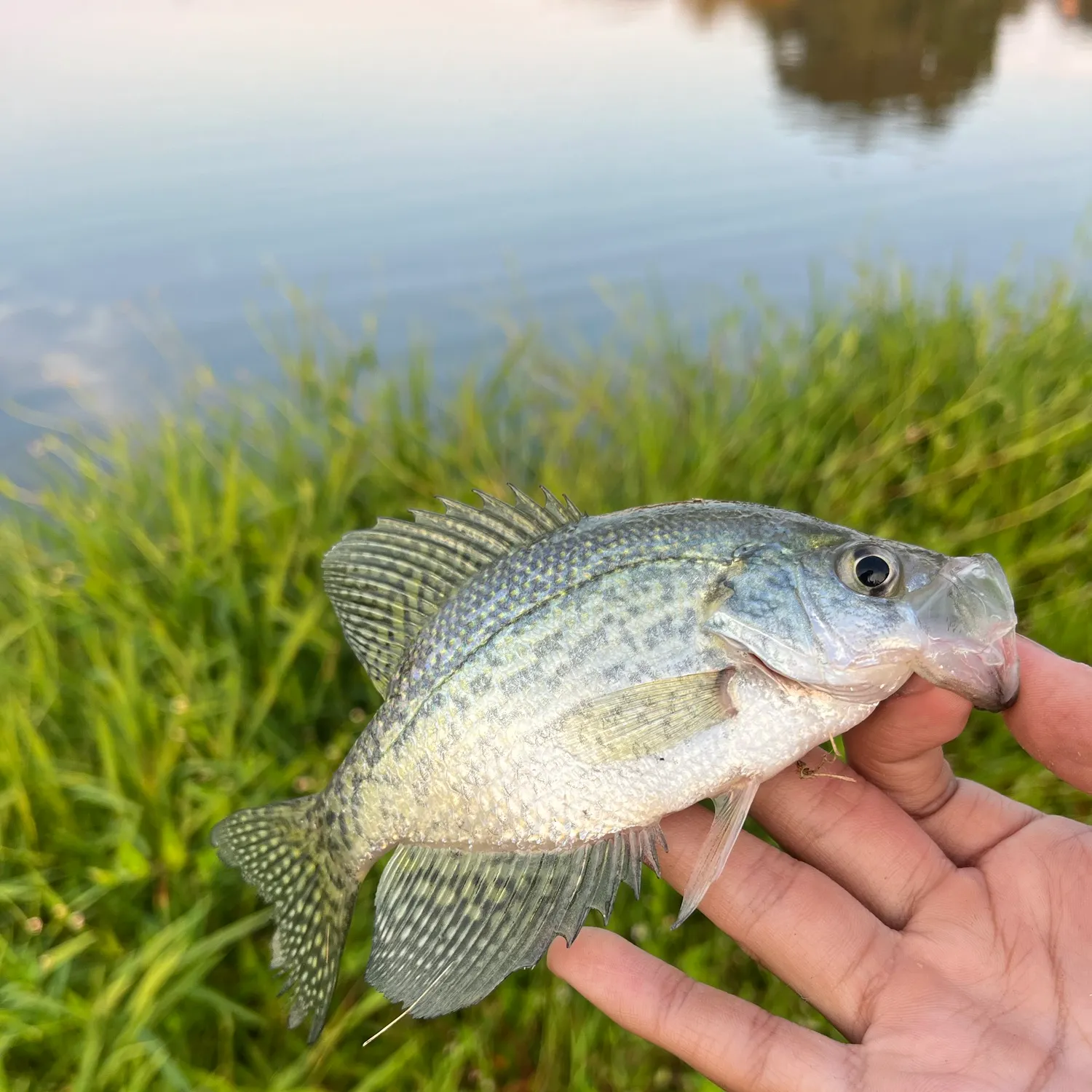 Black crappie caught on Fishbrain