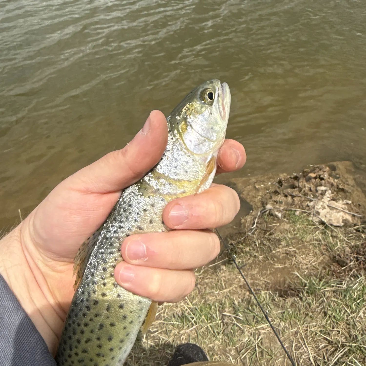 most liked catch image