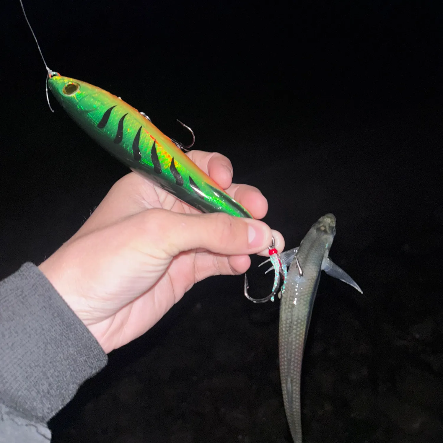 The most recent Topsmelt silverside catches on Fishbrain