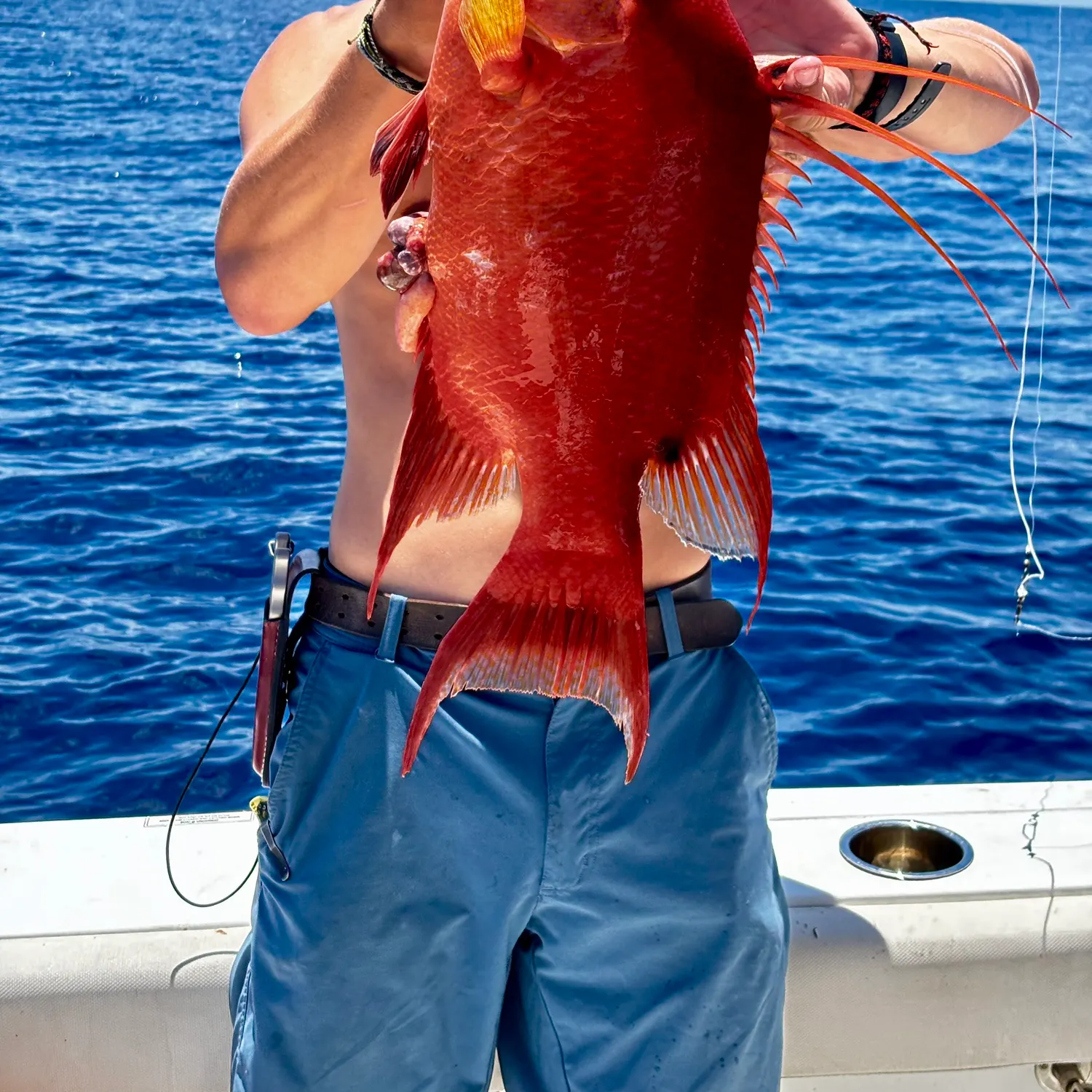 The most recent Hogfish catches on Fishbrain
