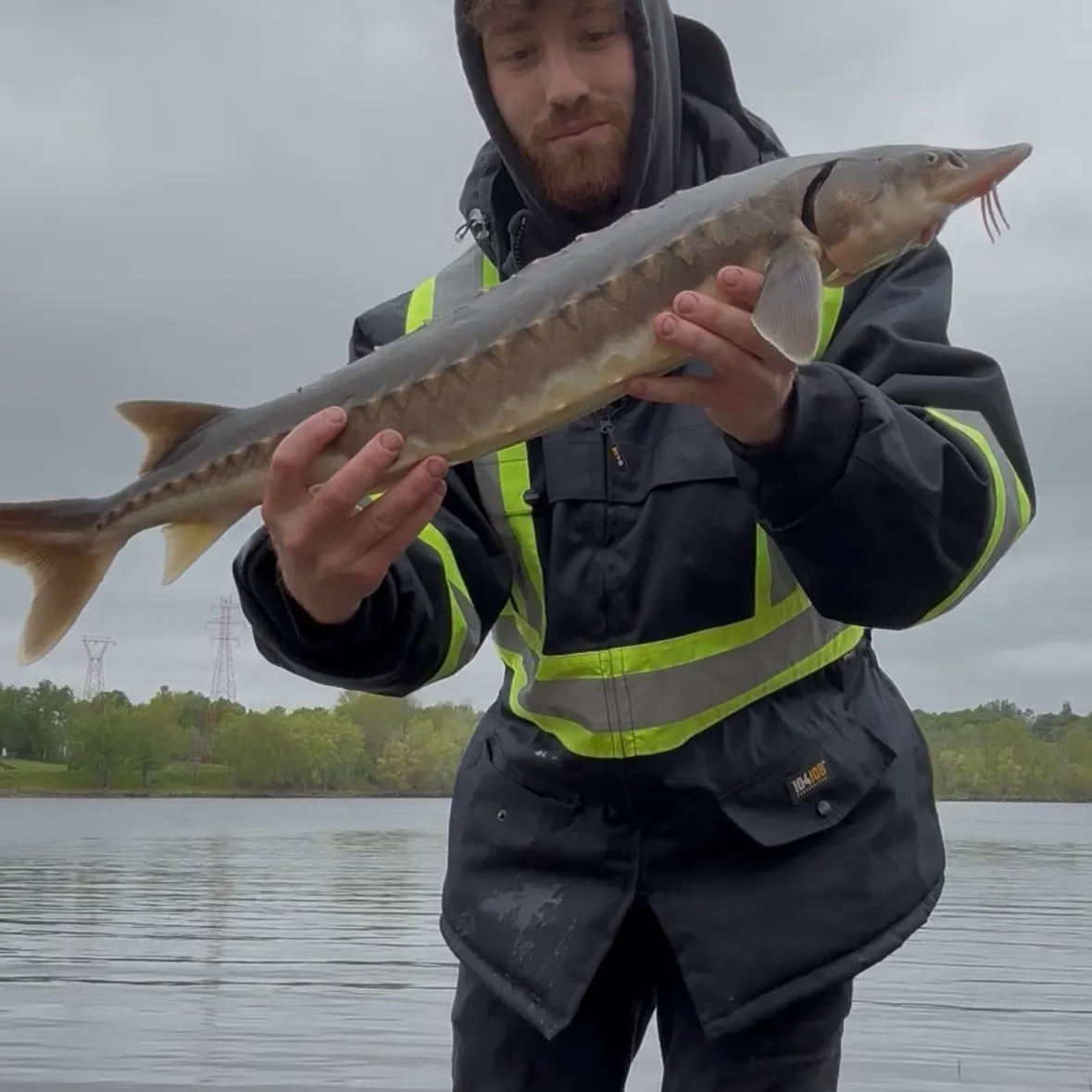 The most recent Atlantic sturgeon catches on Fishbrain