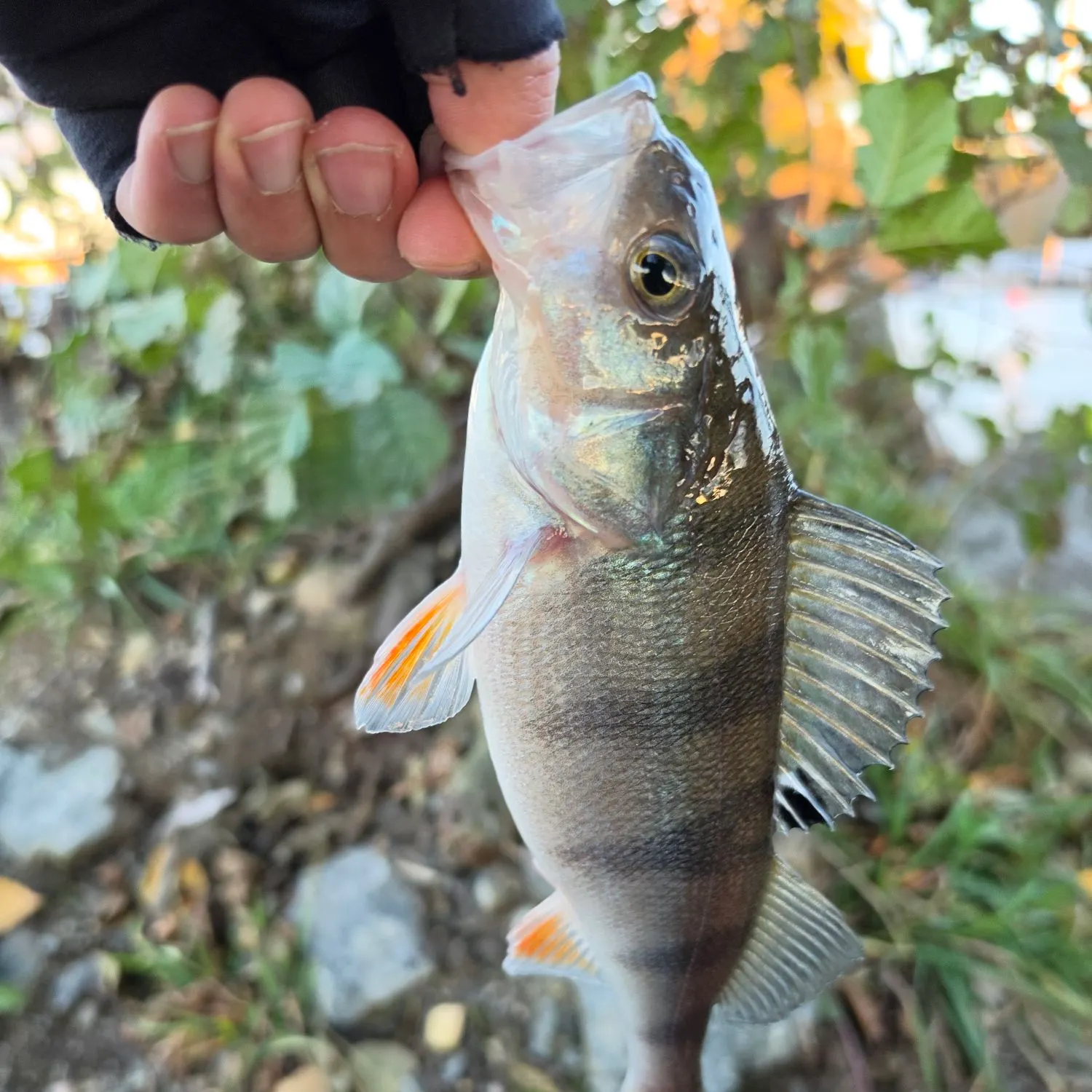 European perch caught on Fishbrain