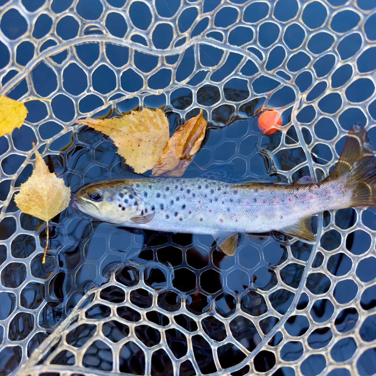 Brown trout caught on Fishbrain