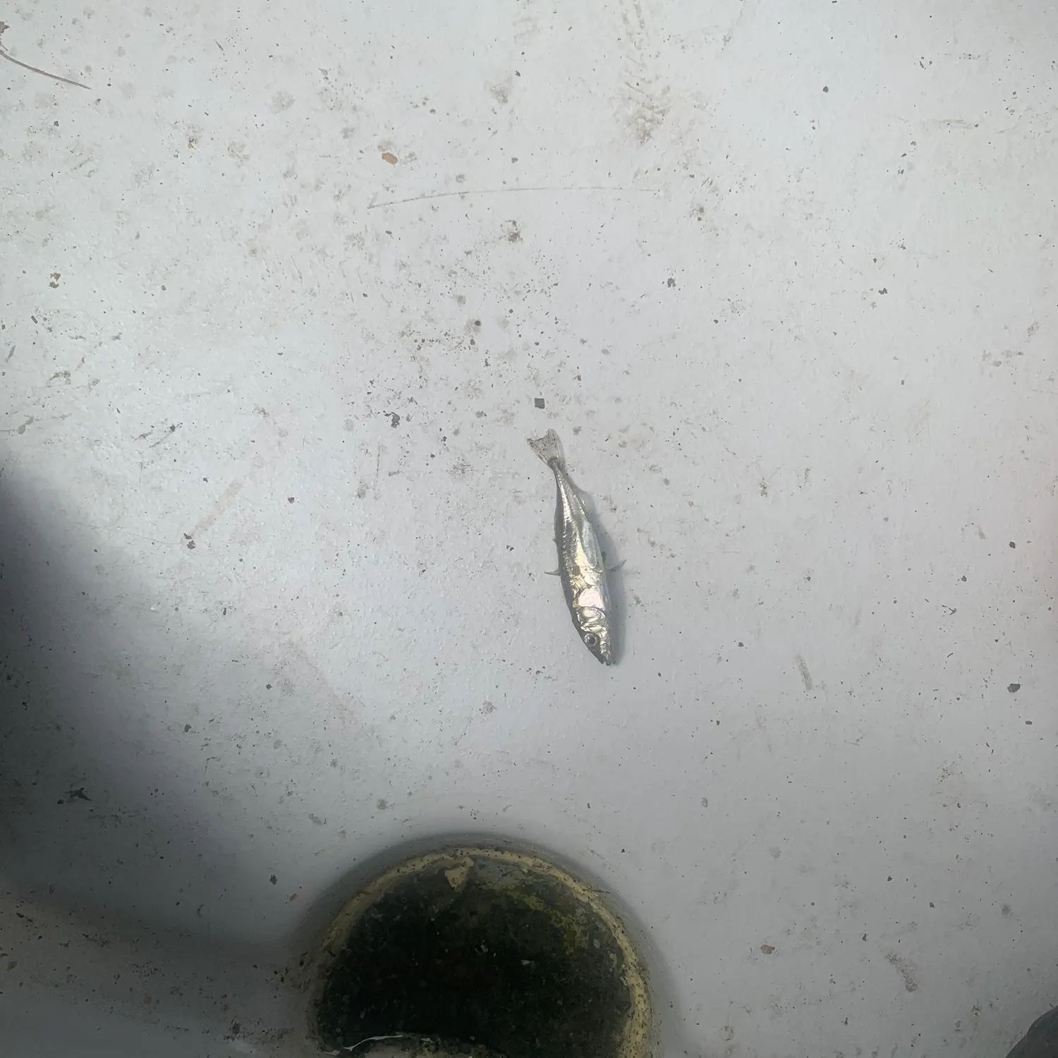 The most recent Three-spined stickleback catches on Fishbrain