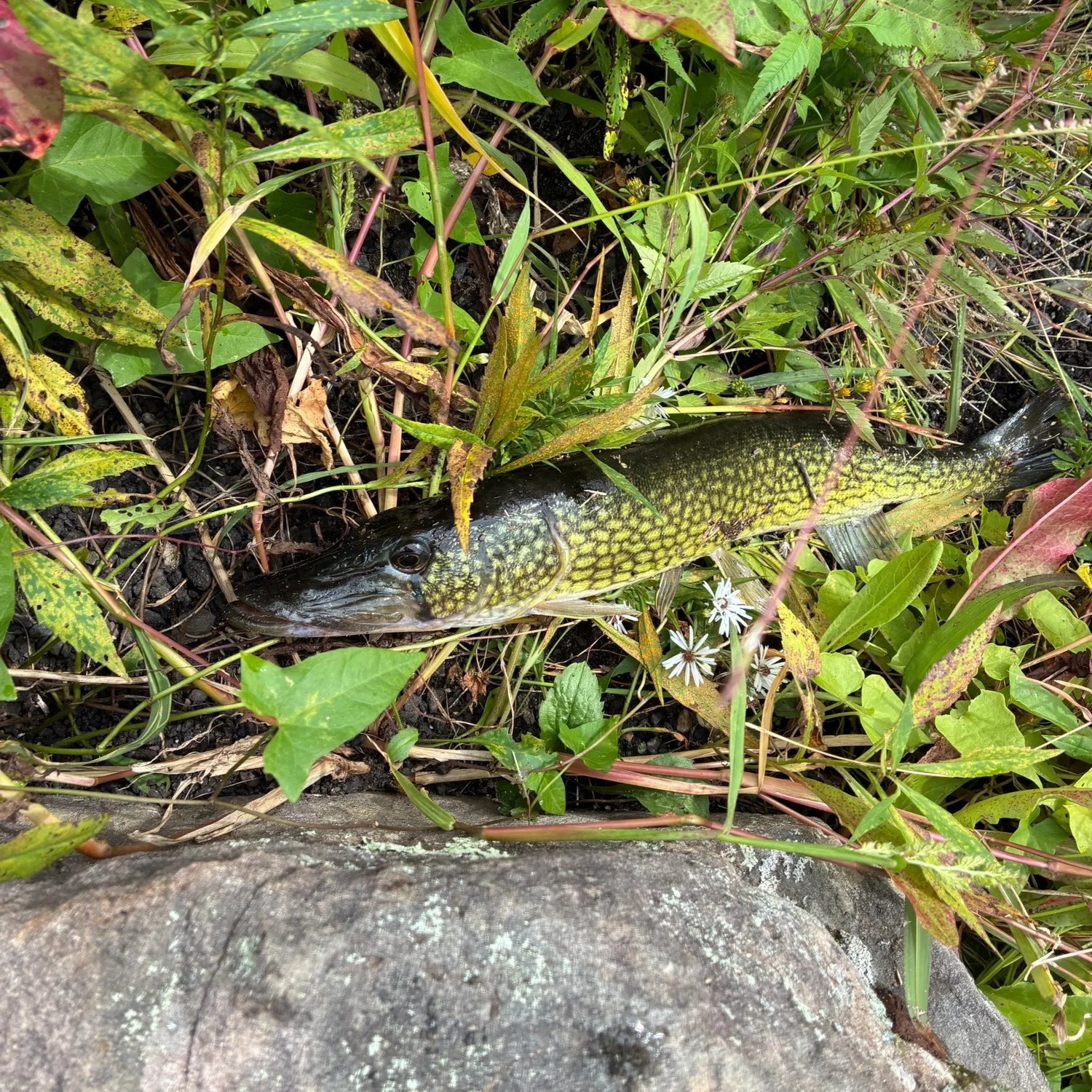 Chain pickerel caught on Fishbrain