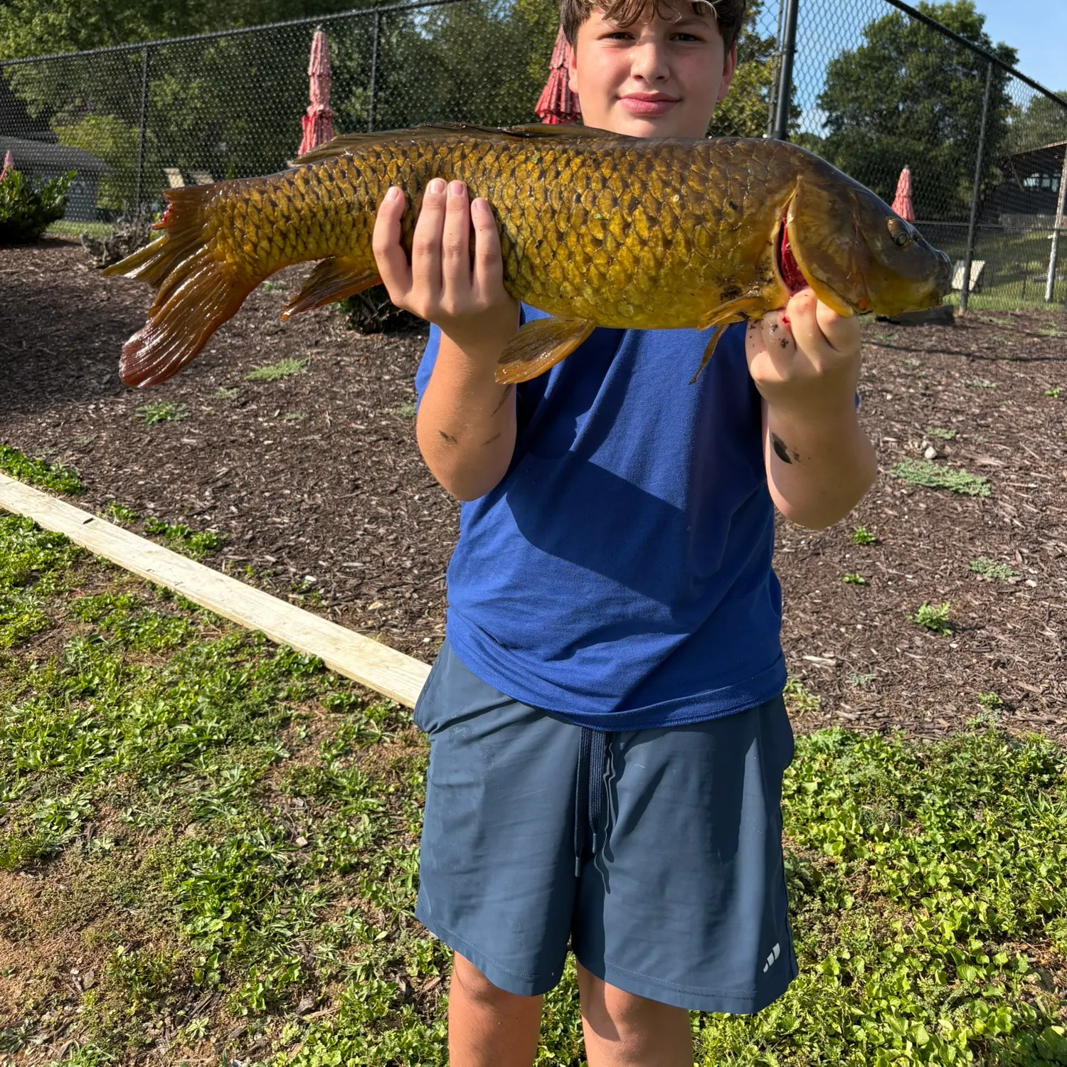 Common carp caught on Fishbrain