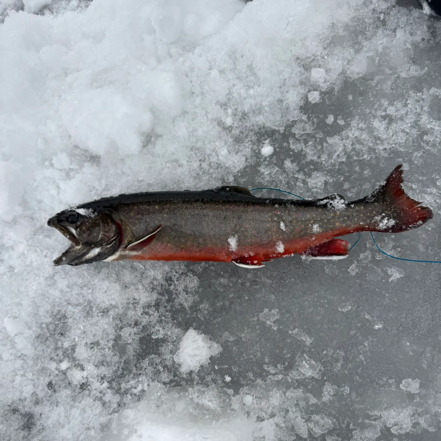 The most recent Arctic char catches on Fishbrain